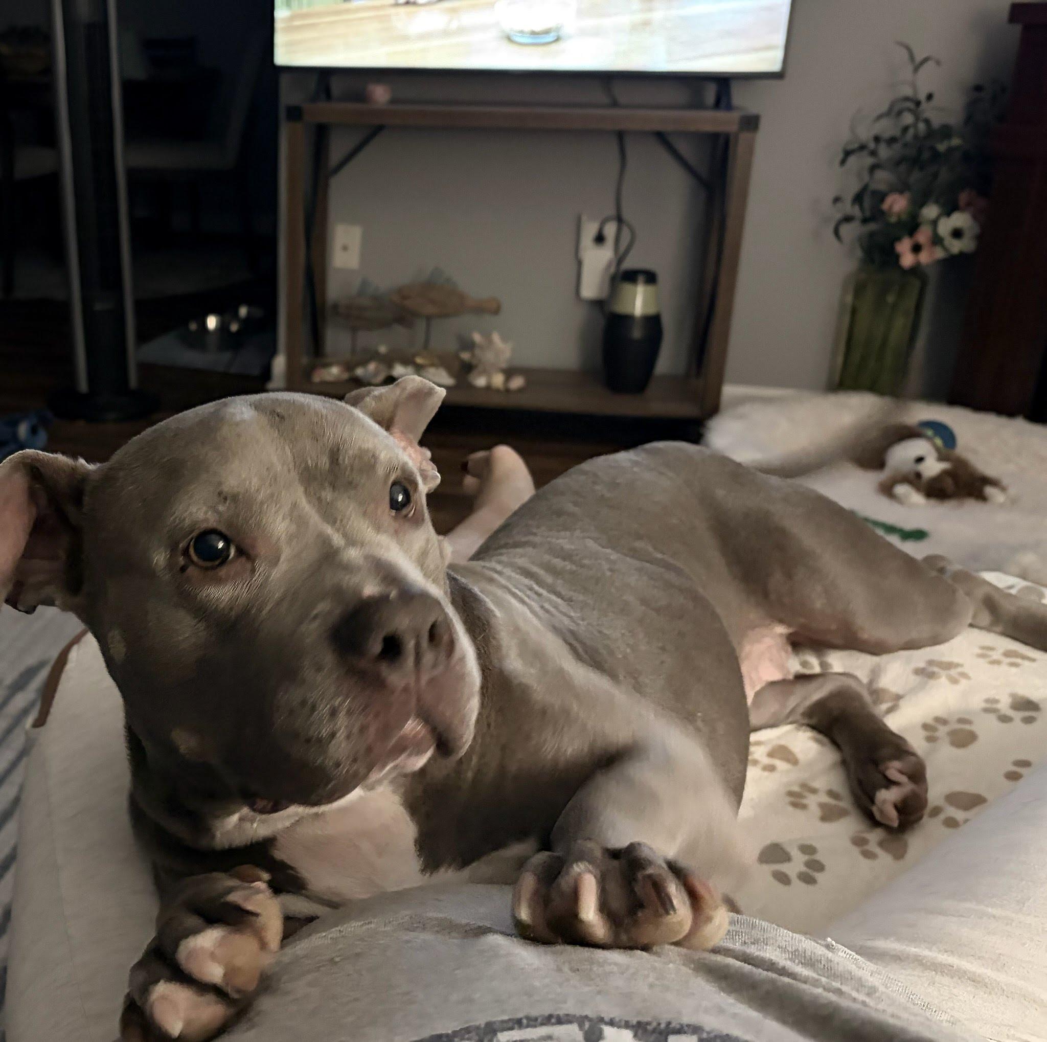 Rosie, Adopted, Young Female American Bully.