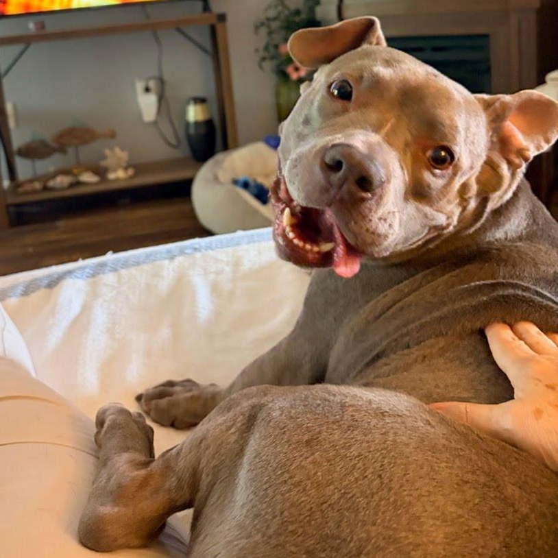 Enlarge Rosie, a Adopted American Bully in Livonia, MI image 4/4