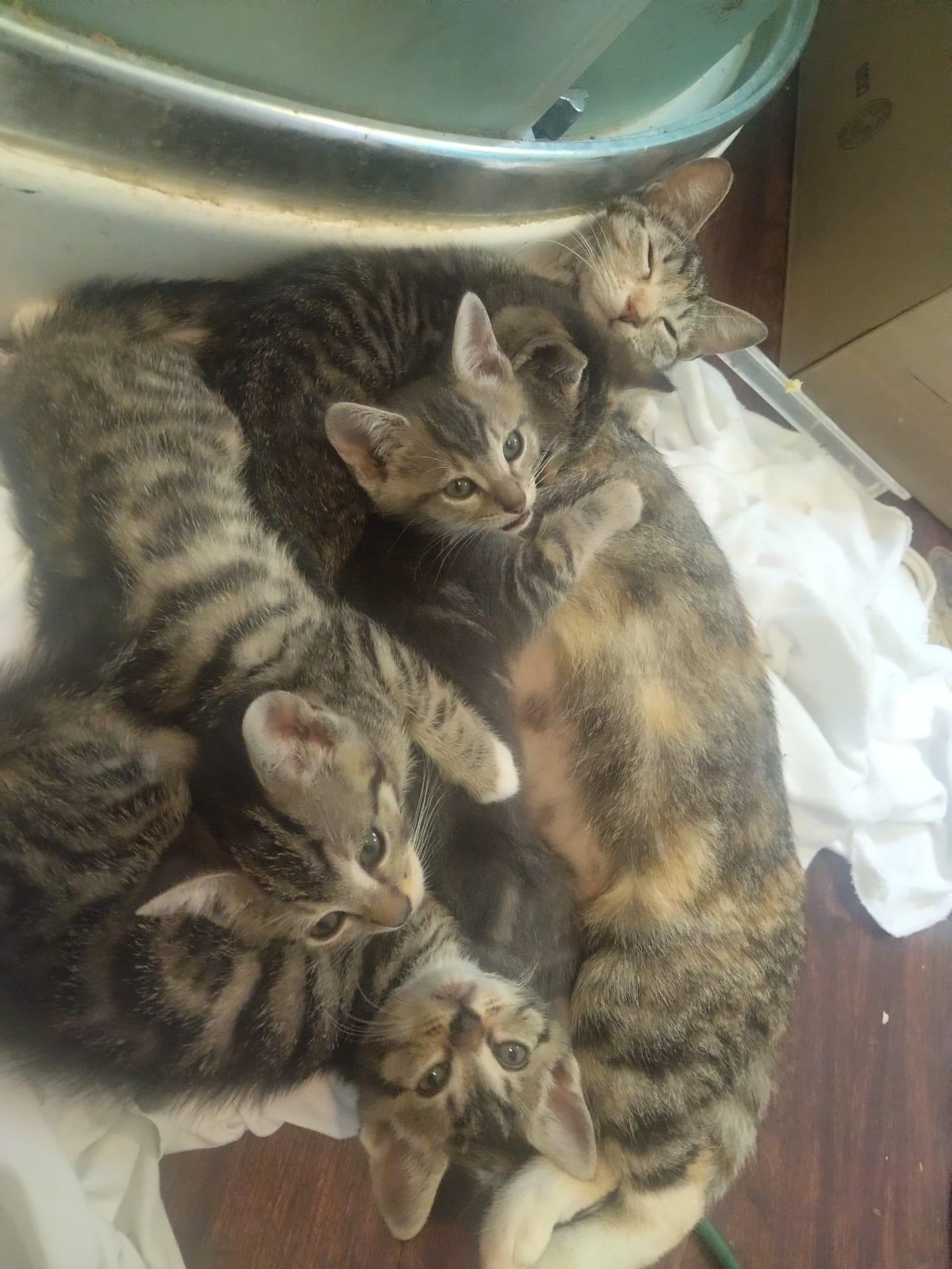 The Beatles, Adoptable, Kitten Male Abyssinian & Tabby.