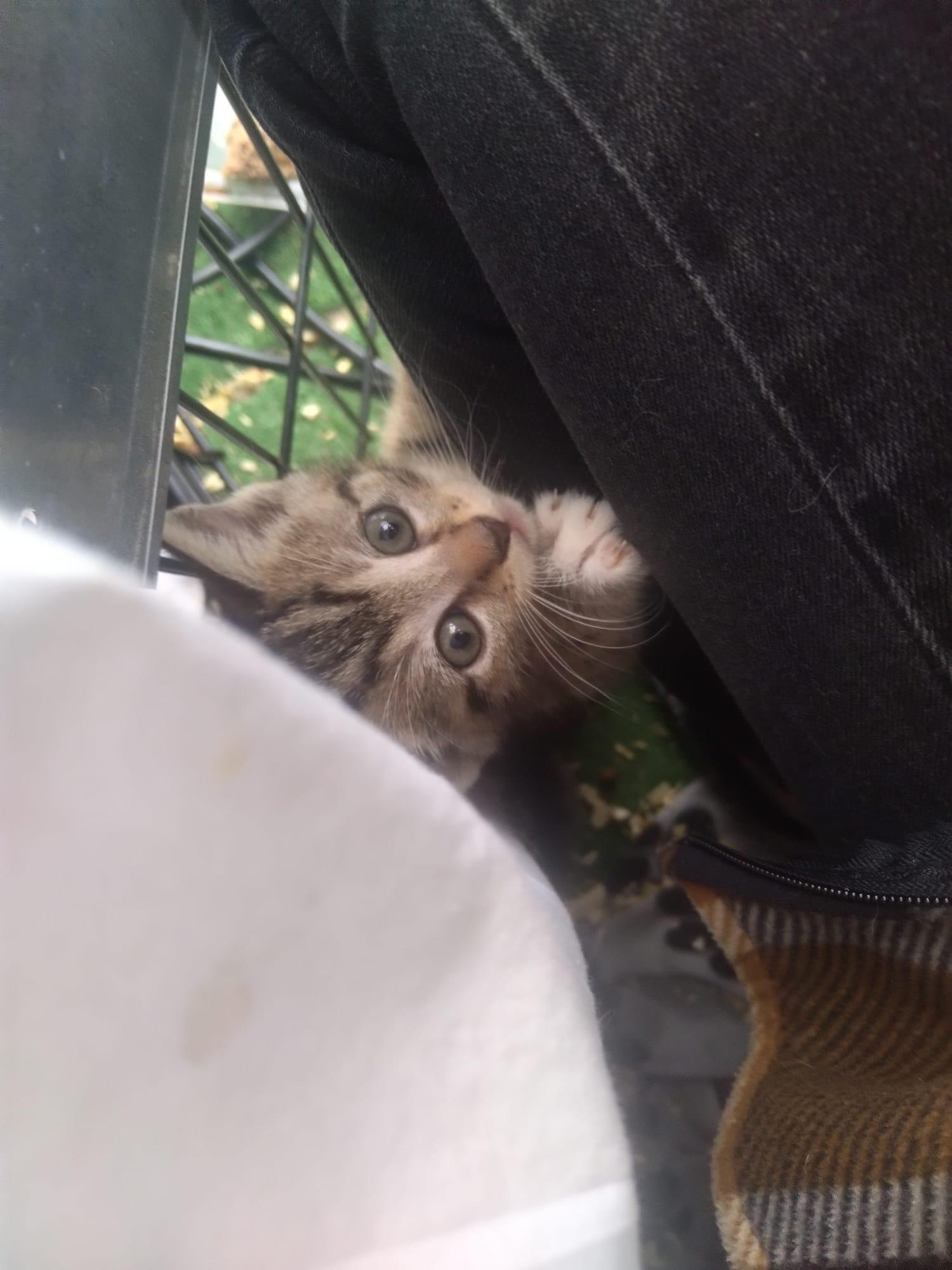 The Beatles, Adoptable, Kitten Male Abyssinian & Tabby.