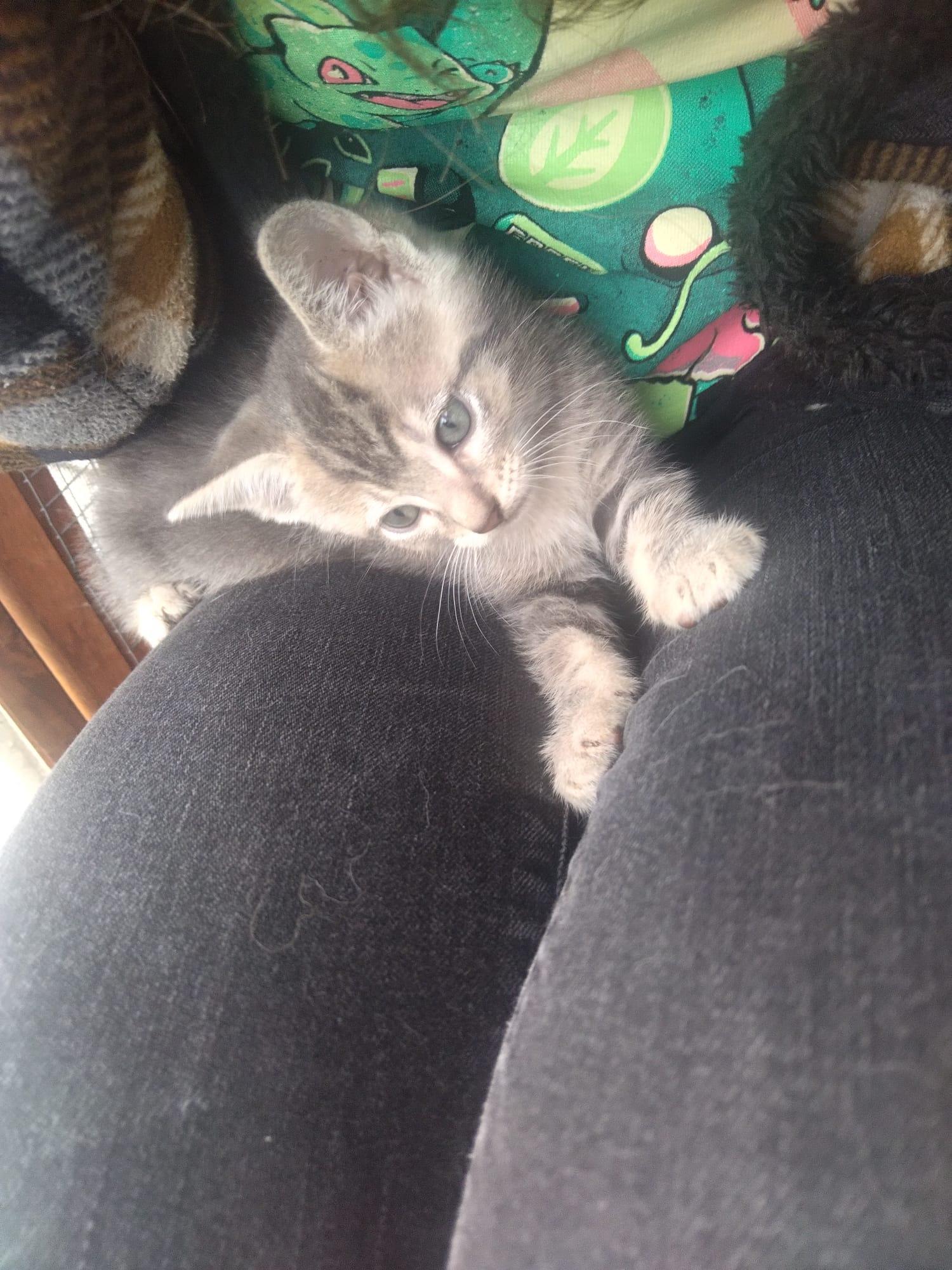 The Beatles, a Adoptable mixed breed image 3/5