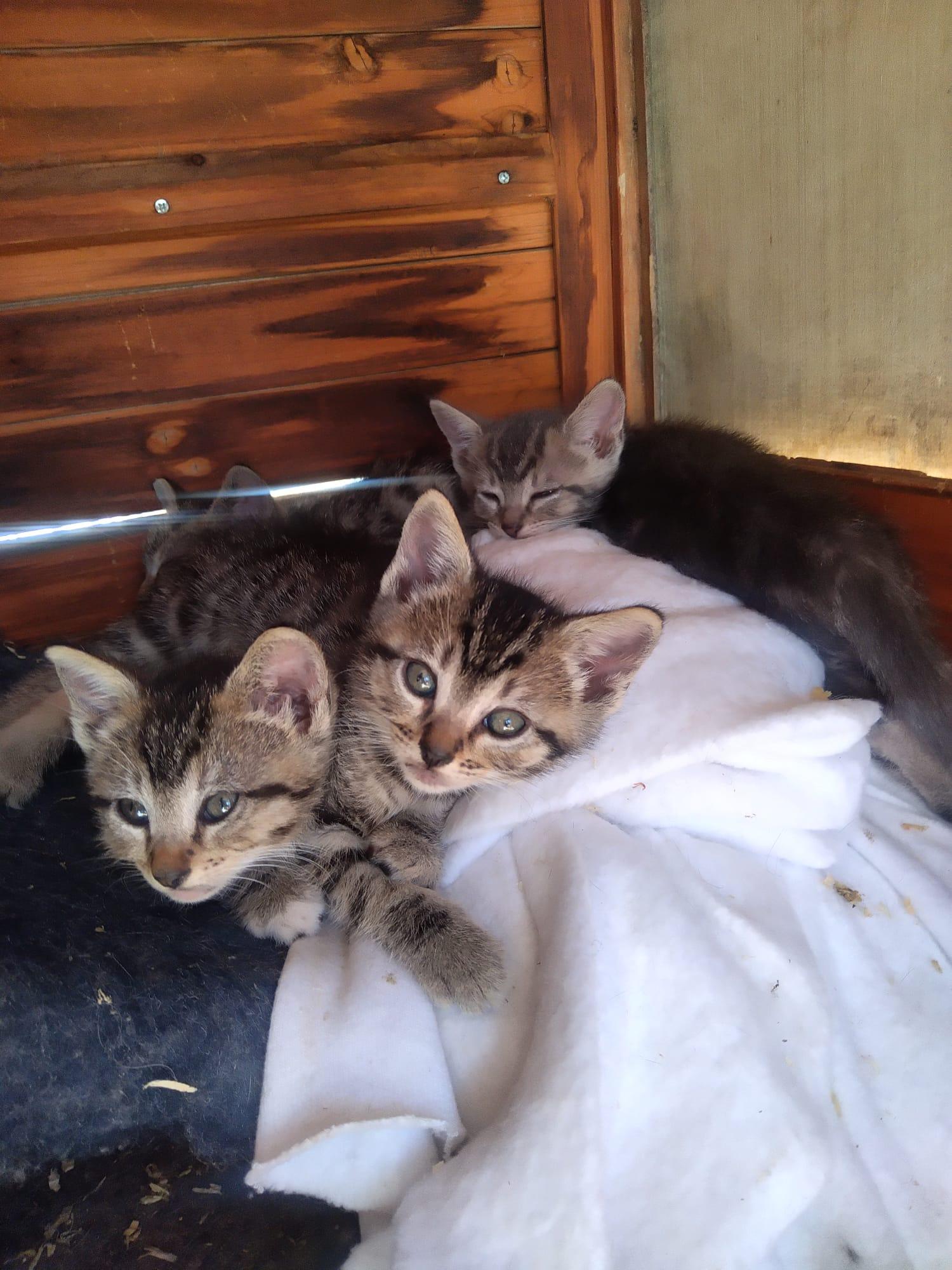 The Beatles, an adoptable Abyssinian, Tabby in Hawthorne, CA, 90250 | Photo Image 5