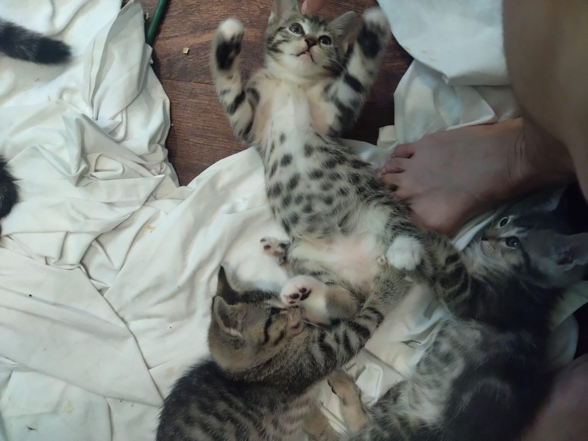 The Beatles, a Adoptable mixed breed image 5/5