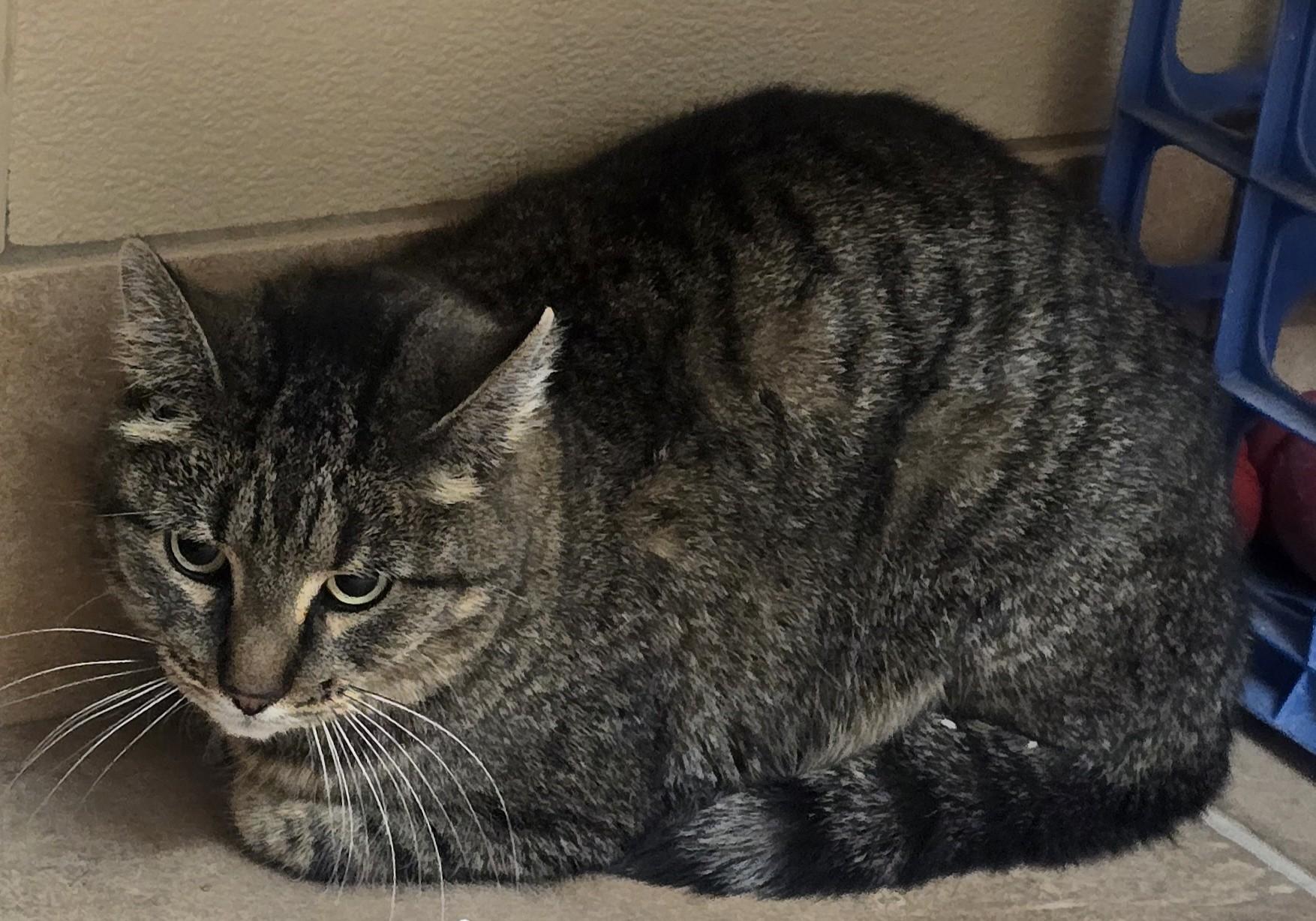 Enlarge Lisa, a ADOPTABLE mixed breed in Brainerd, MN image 2/2