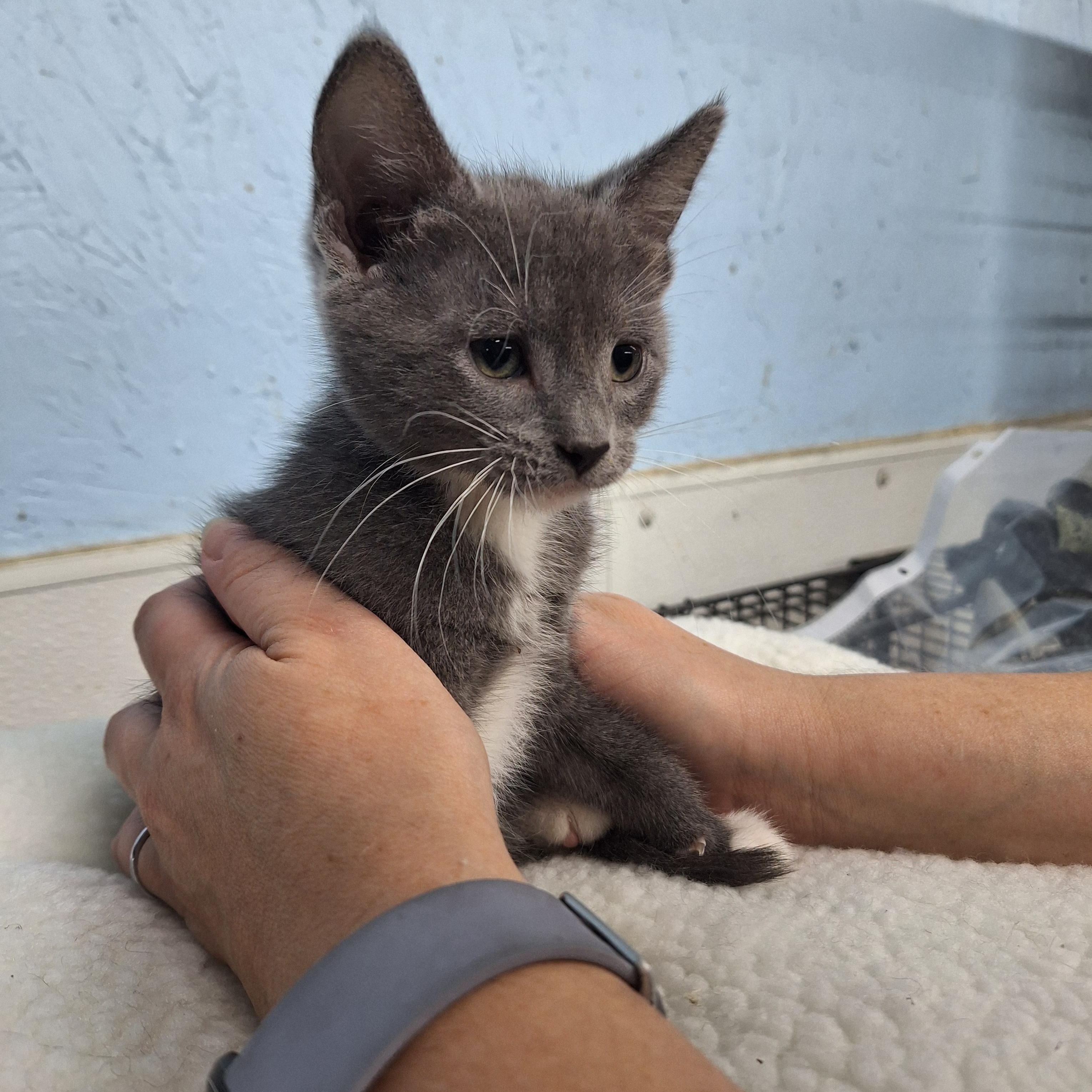 George, ADOPTABLE, Kitten Male Domestic Short Hair.