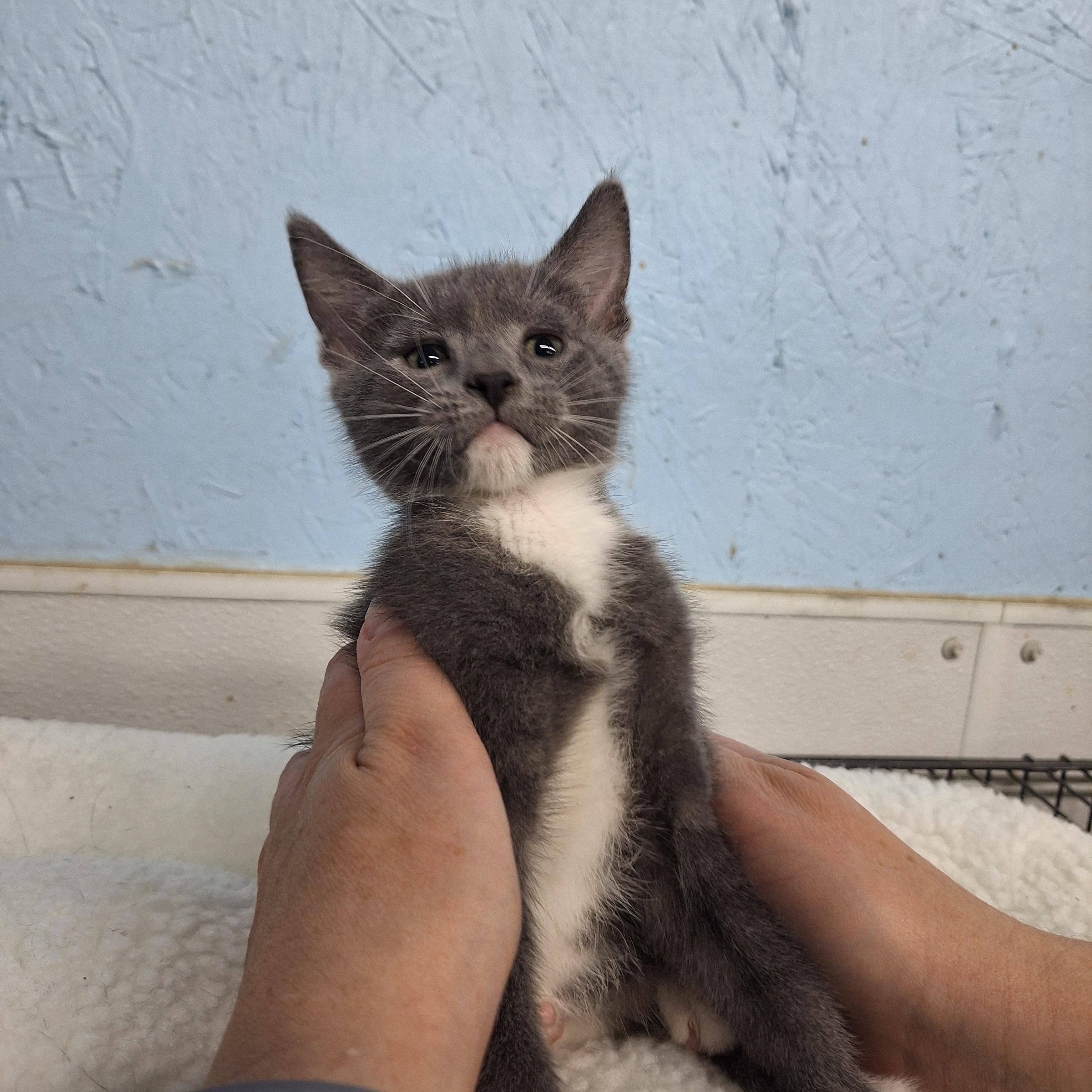 Enlarge George, a ADOPTABLE Domestic Short Hair in Clarinda, IA image 3/3