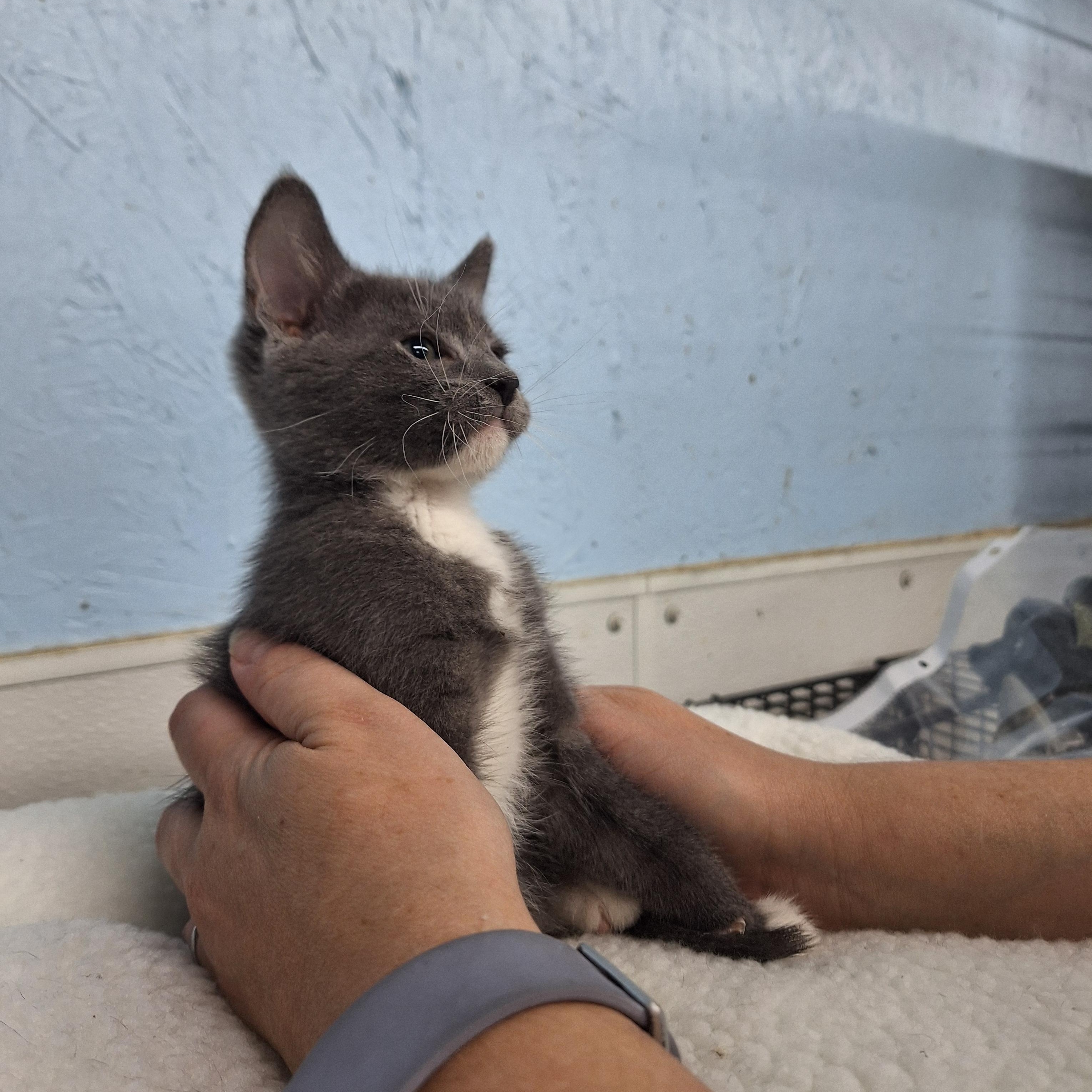 Enlarge George, a ADOPTABLE Domestic Short Hair in Clarinda, IA image 2/3