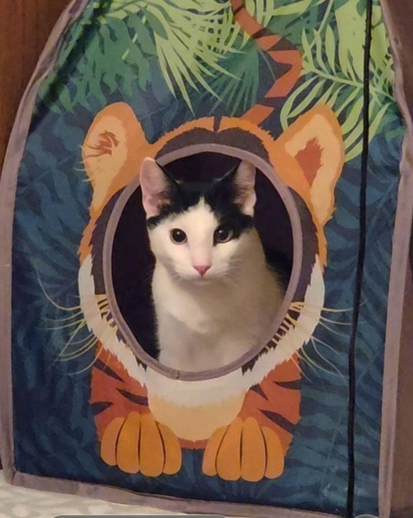 Easton, Adoptable, Kitten Male Domestic Short Hair.