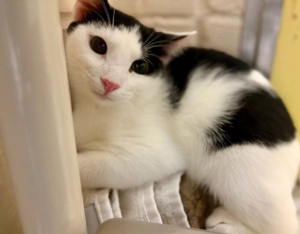 Enlarge Easton, a Adoptable Domestic Short Hair in Sayreville, NJ image 2/2