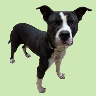 Jenson — thumbnail 2