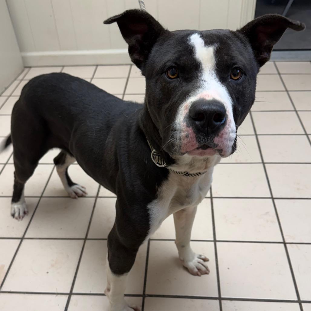 Jenson — thumbnail 3