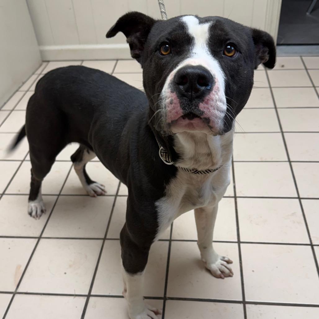 Jenson — thumbnail 4