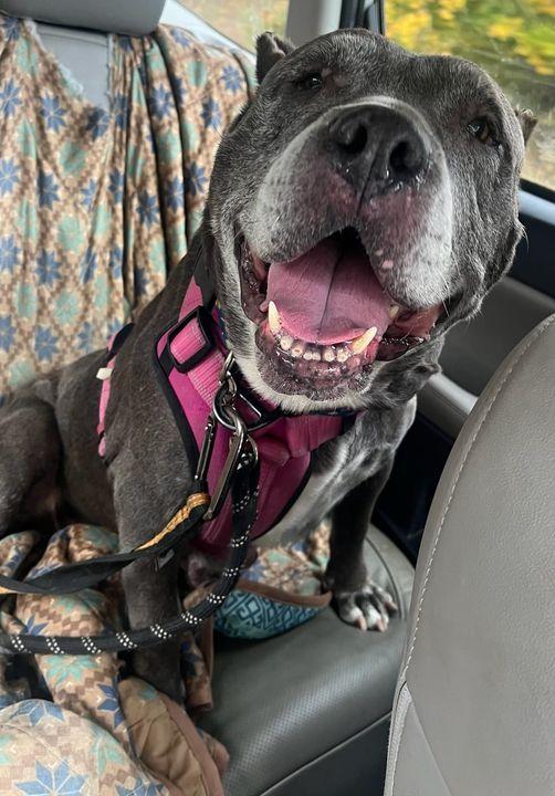 Enlarge Beatrice, a Adopted Pit Bull Terrier in Ontario, NY image 1/4