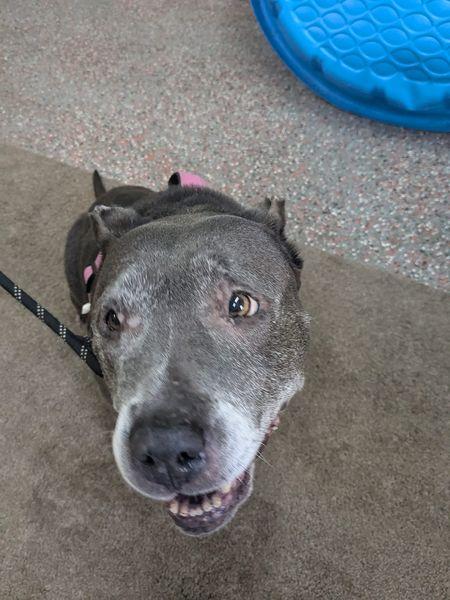 Enlarge Beatrice, a Adopted Pit Bull Terrier in Ontario, NY image 3/4