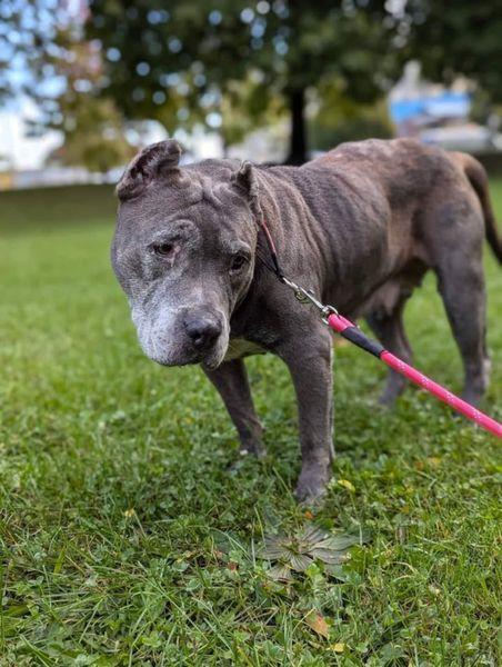 Enlarge Beatrice, a Adopted Pit Bull Terrier in Ontario, NY image 4/4