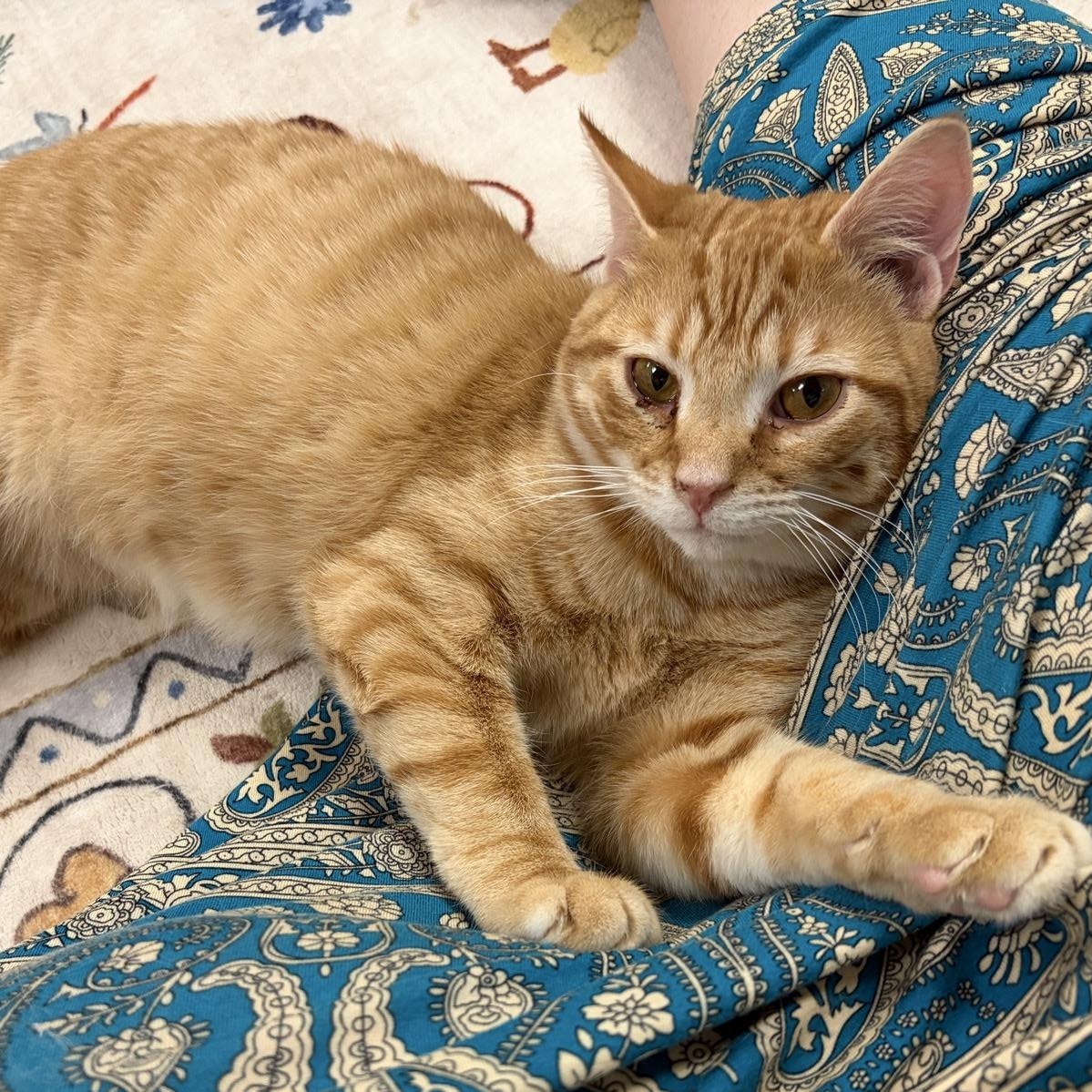 Hunter, adopted, Young Male Tabby.