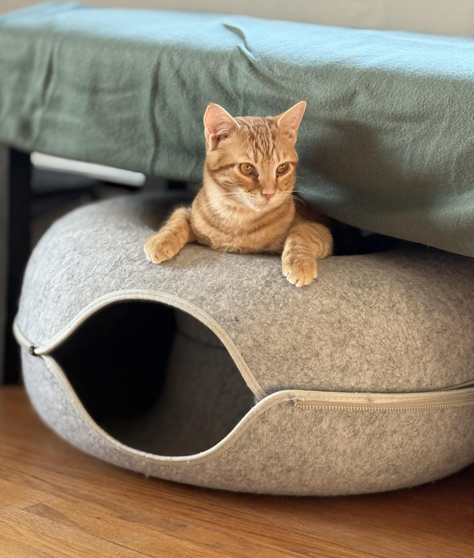 Enlarge Hunter, an adopted Tabby in Greensburg, PA image 6/6