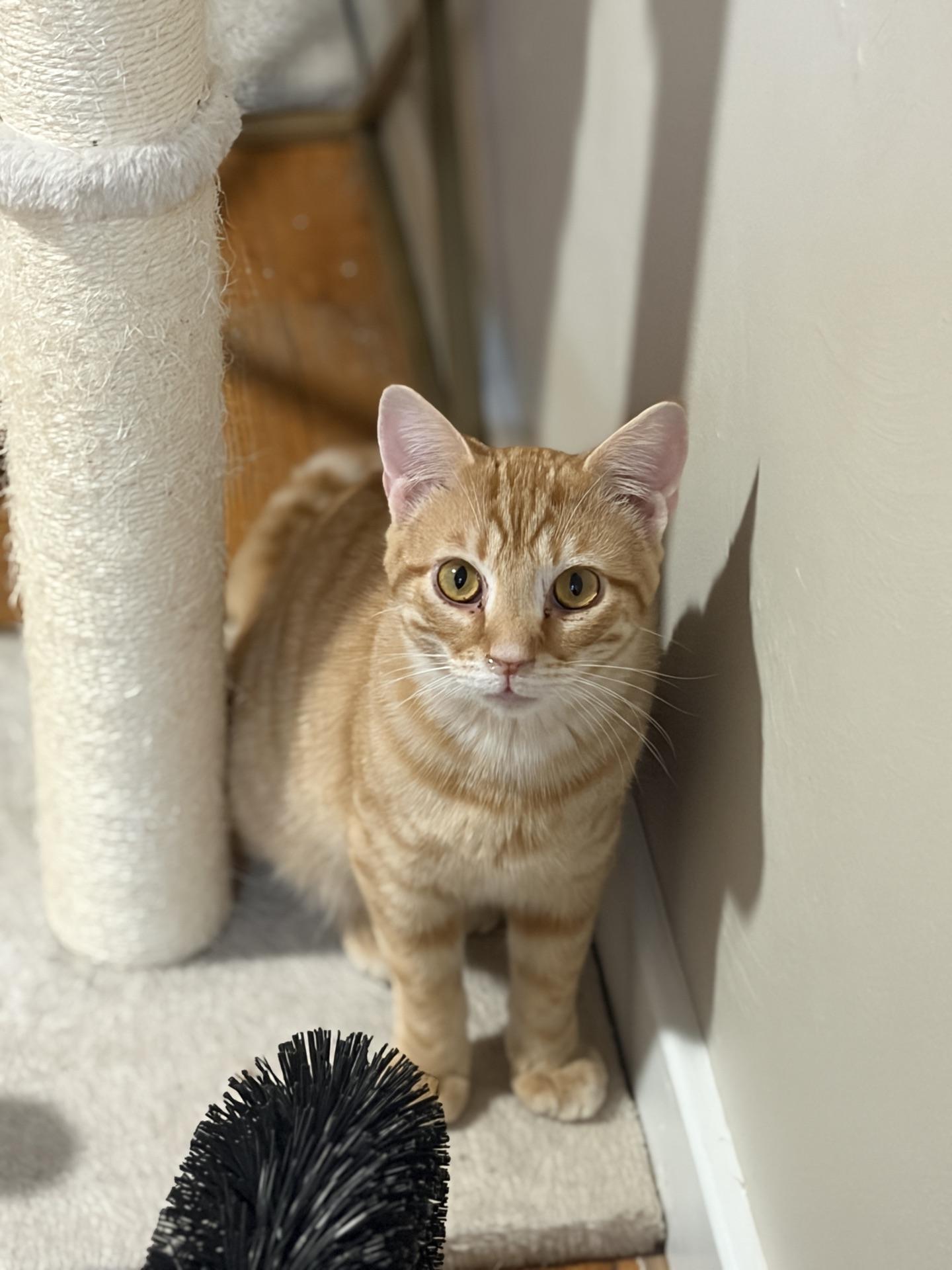 Enlarge Hunter, an adopted Tabby in Greensburg, PA image 5/6