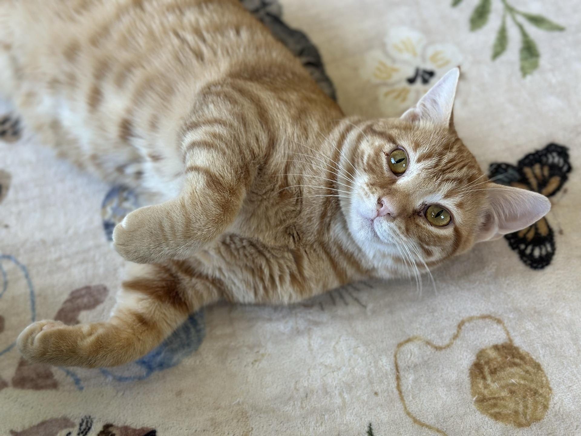 Enlarge Hunter, an adopted Tabby in Greensburg, PA image 2/6