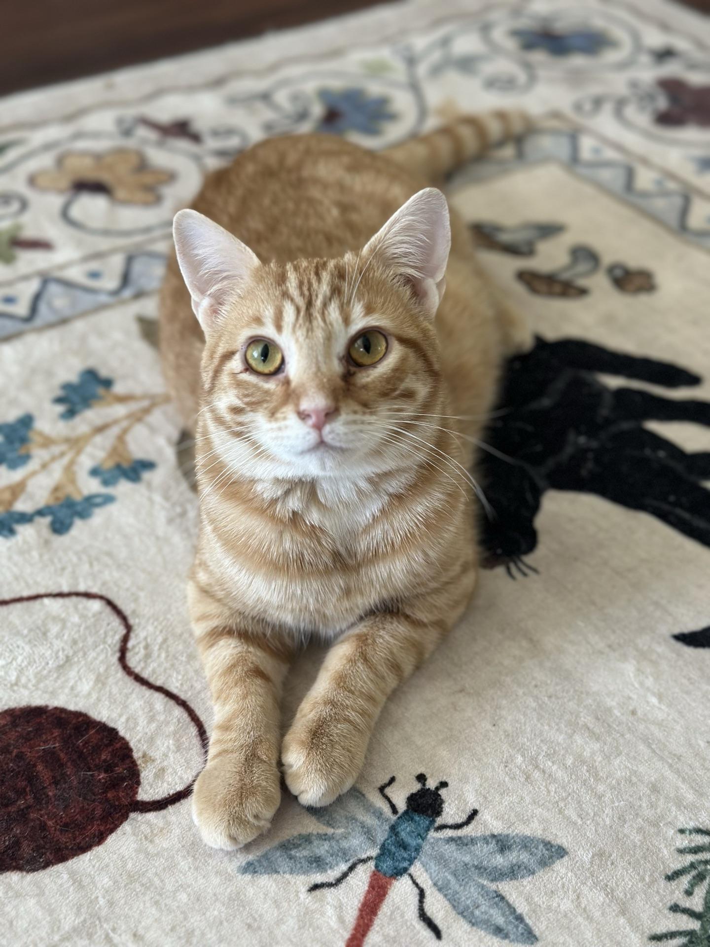 Enlarge Hunter, an adopted Tabby in Greensburg, PA image 4/6