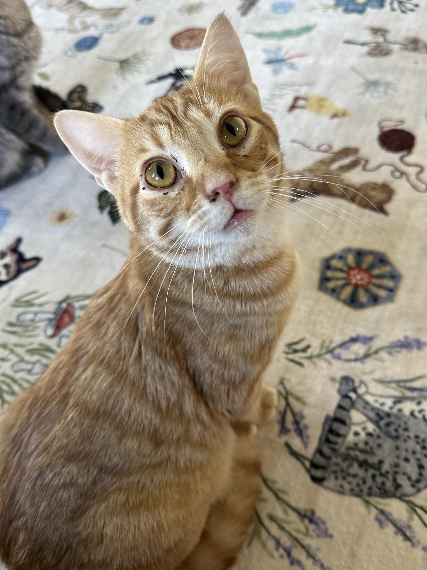 Enlarge Hunter, an adopted Tabby in Greensburg, PA image 3/6