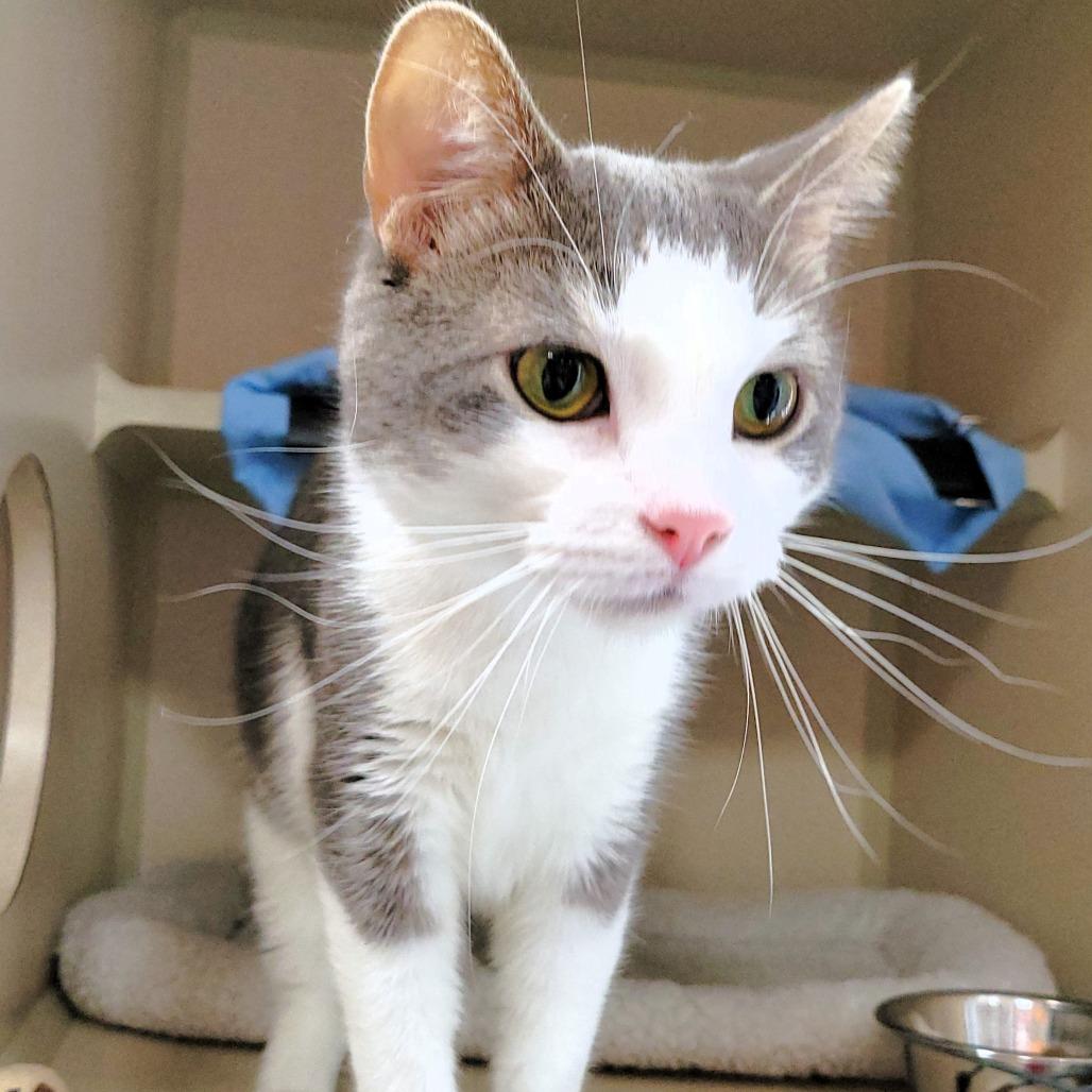 Billy, a Adoptable Domestic Short Hair in Michigan City, IN image 1/6