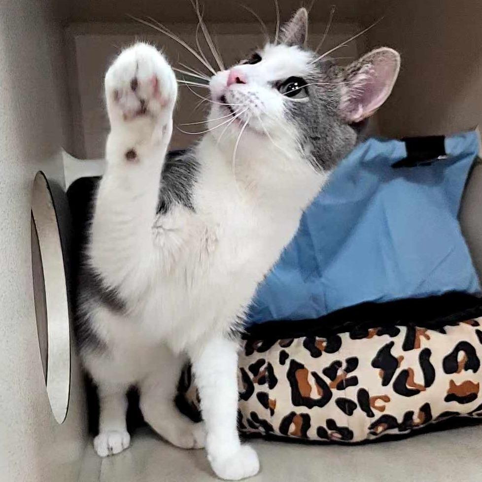 Billy, a Adoptable Domestic Short Hair in Michigan City, IN image 3/6