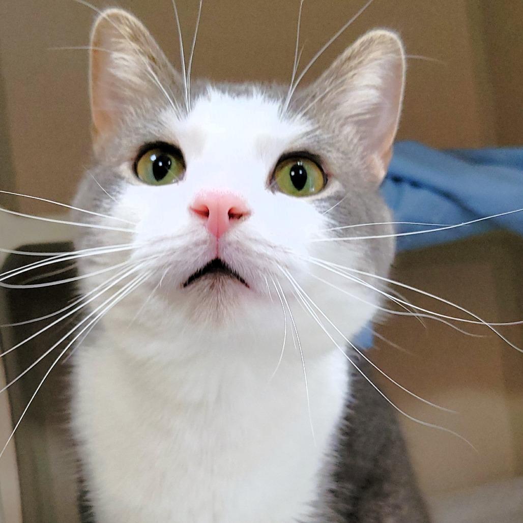 Billy, a Adoptable Domestic Short Hair in Michigan City, IN image 4/6