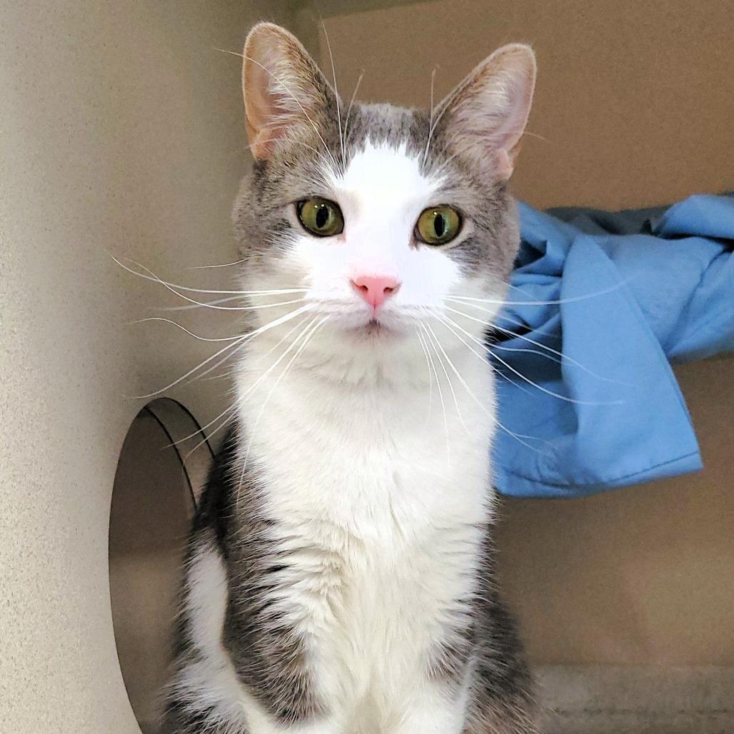 Billy, a Adoptable Domestic Short Hair in Michigan City, IN image 5/6