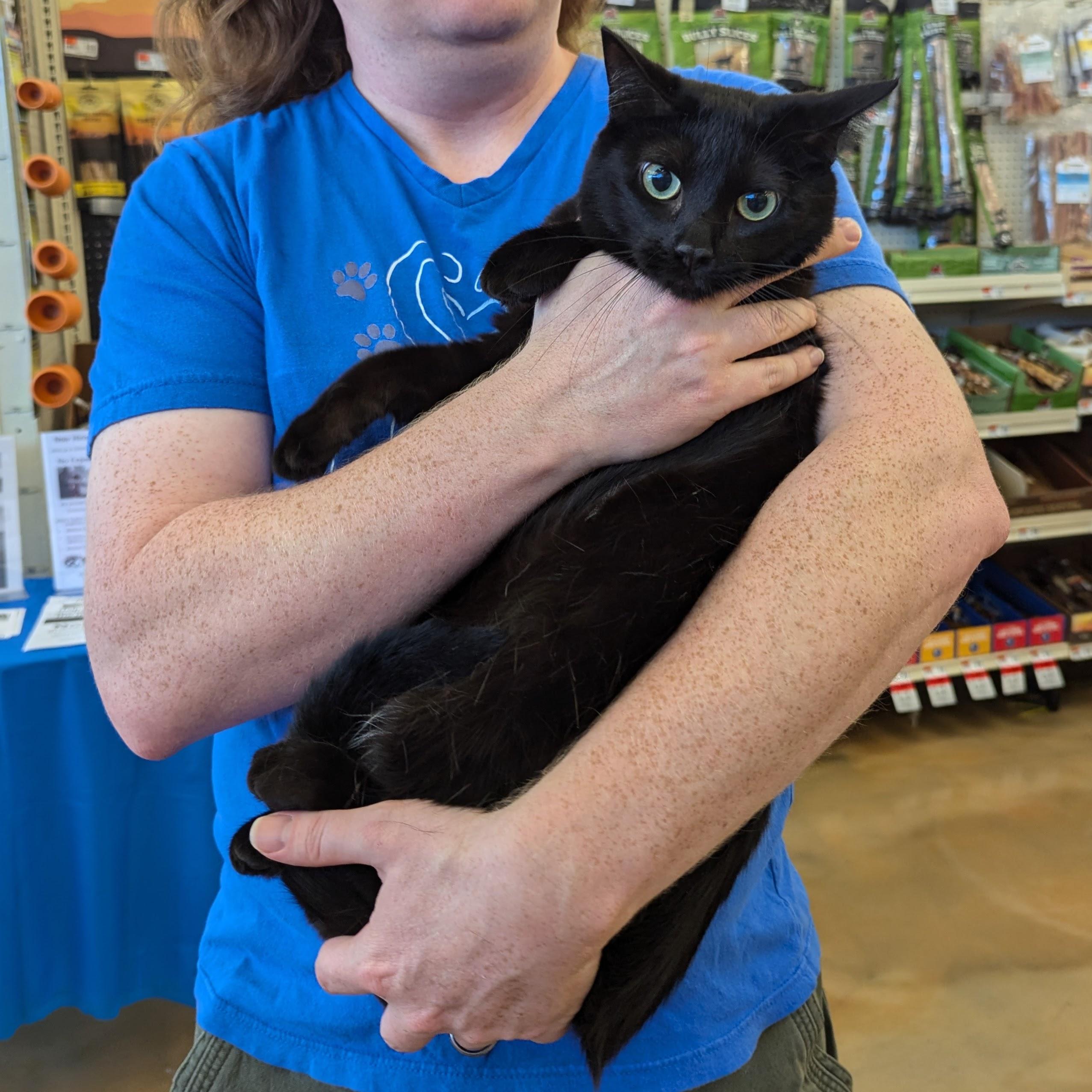 Gingerbread, Adoptable, Adult Female Domestic Short Hair.