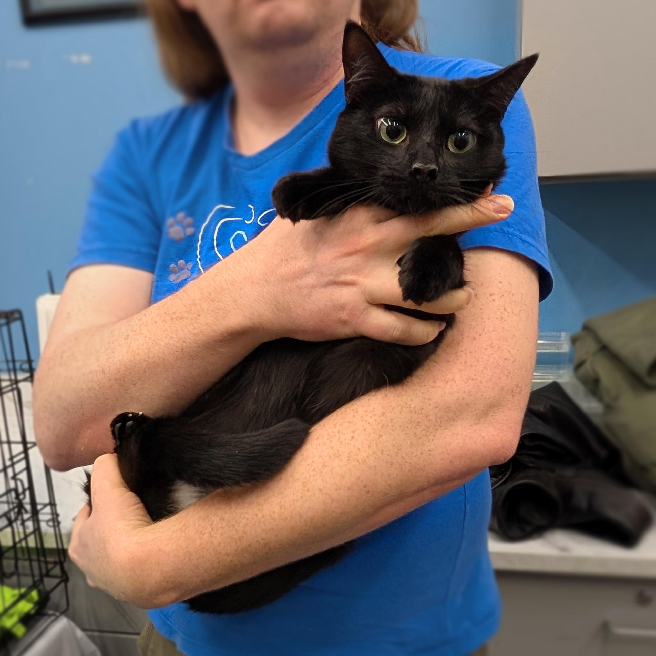 Gingerbread, a Adoptable Domestic Short Hair in Grayslake, IL image 2/2