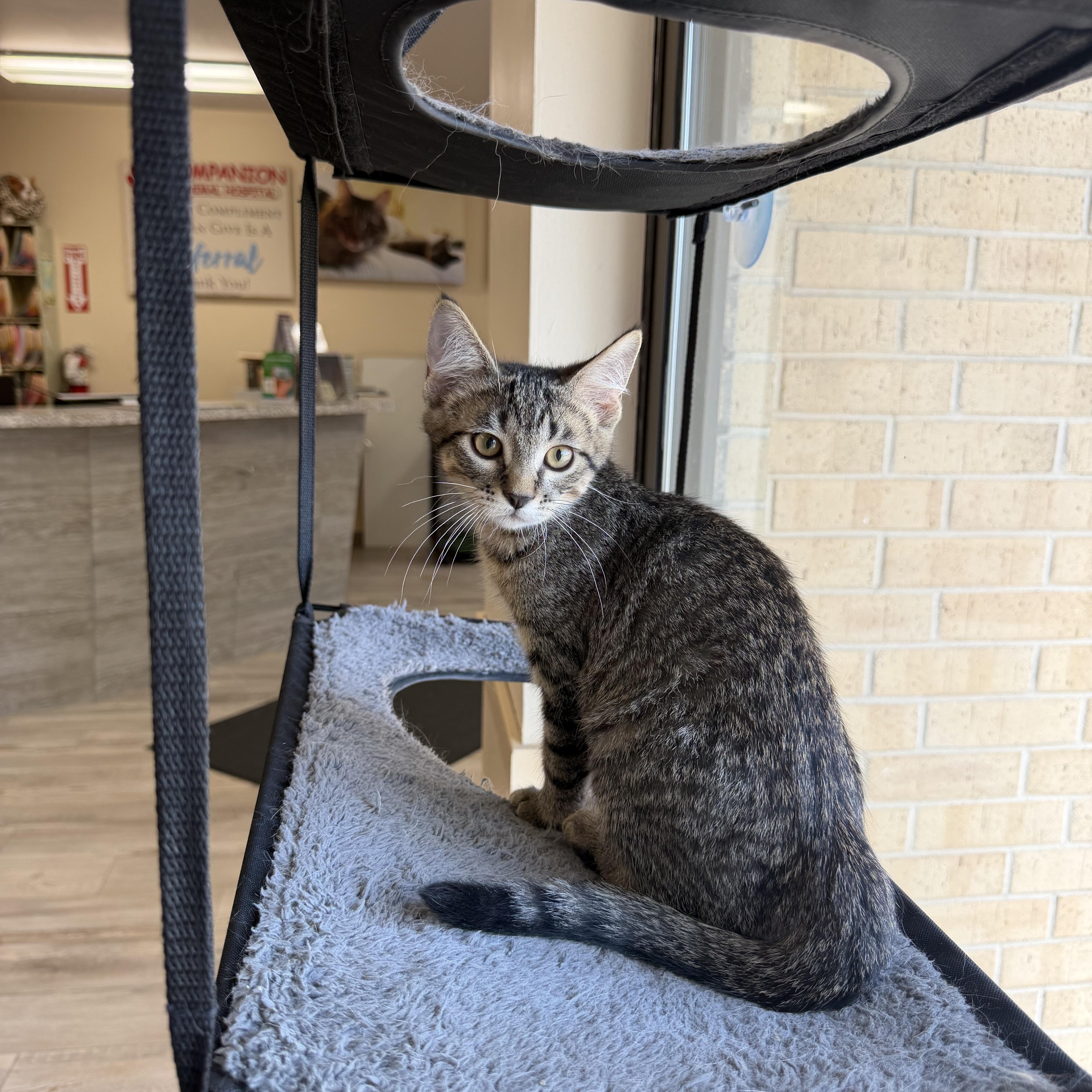 Enlarge Bebo, a ADOPTABLE Domestic Short Hair in Madison, WI image 2/4