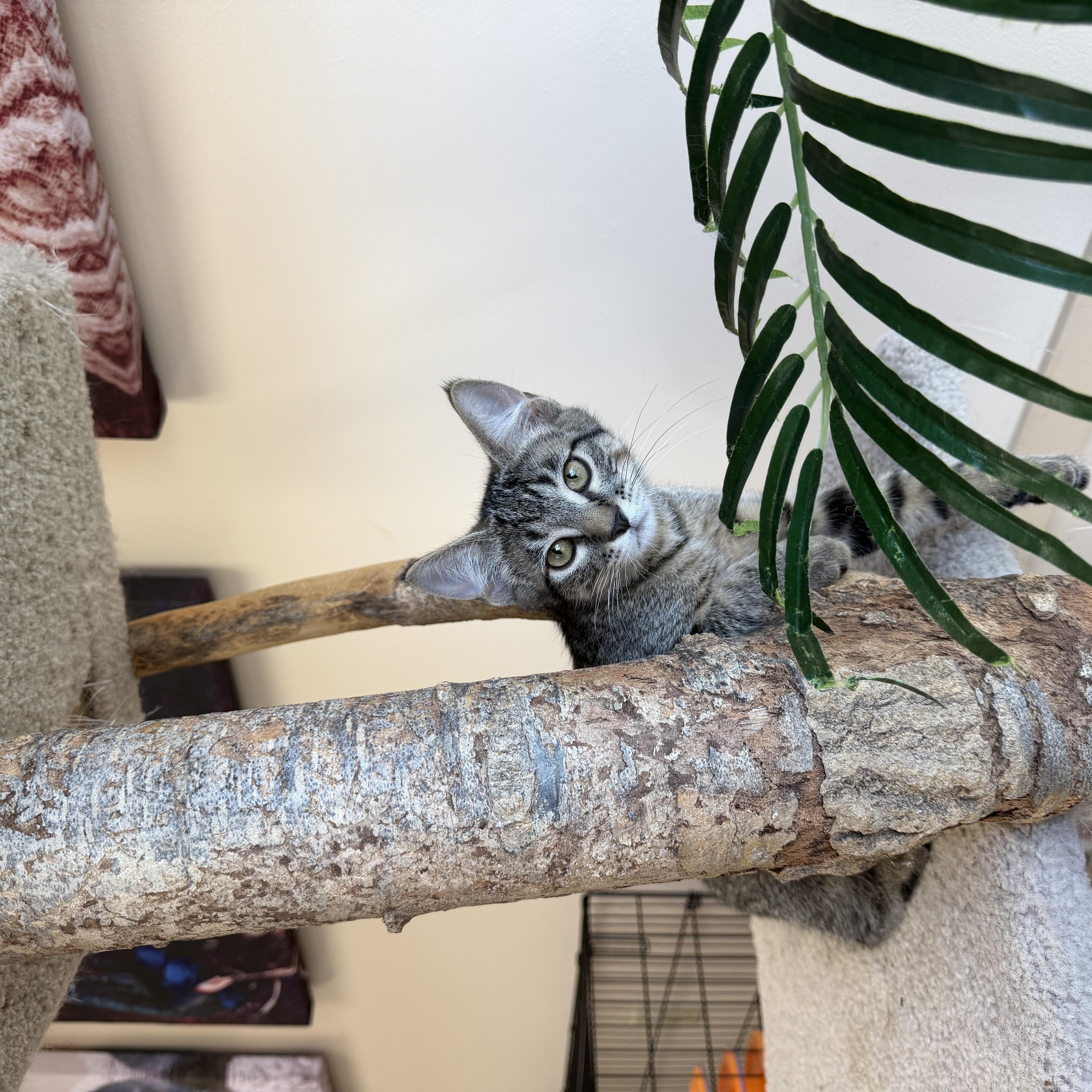 Enlarge Bebo, a ADOPTABLE Domestic Short Hair in Madison, WI image 3/4