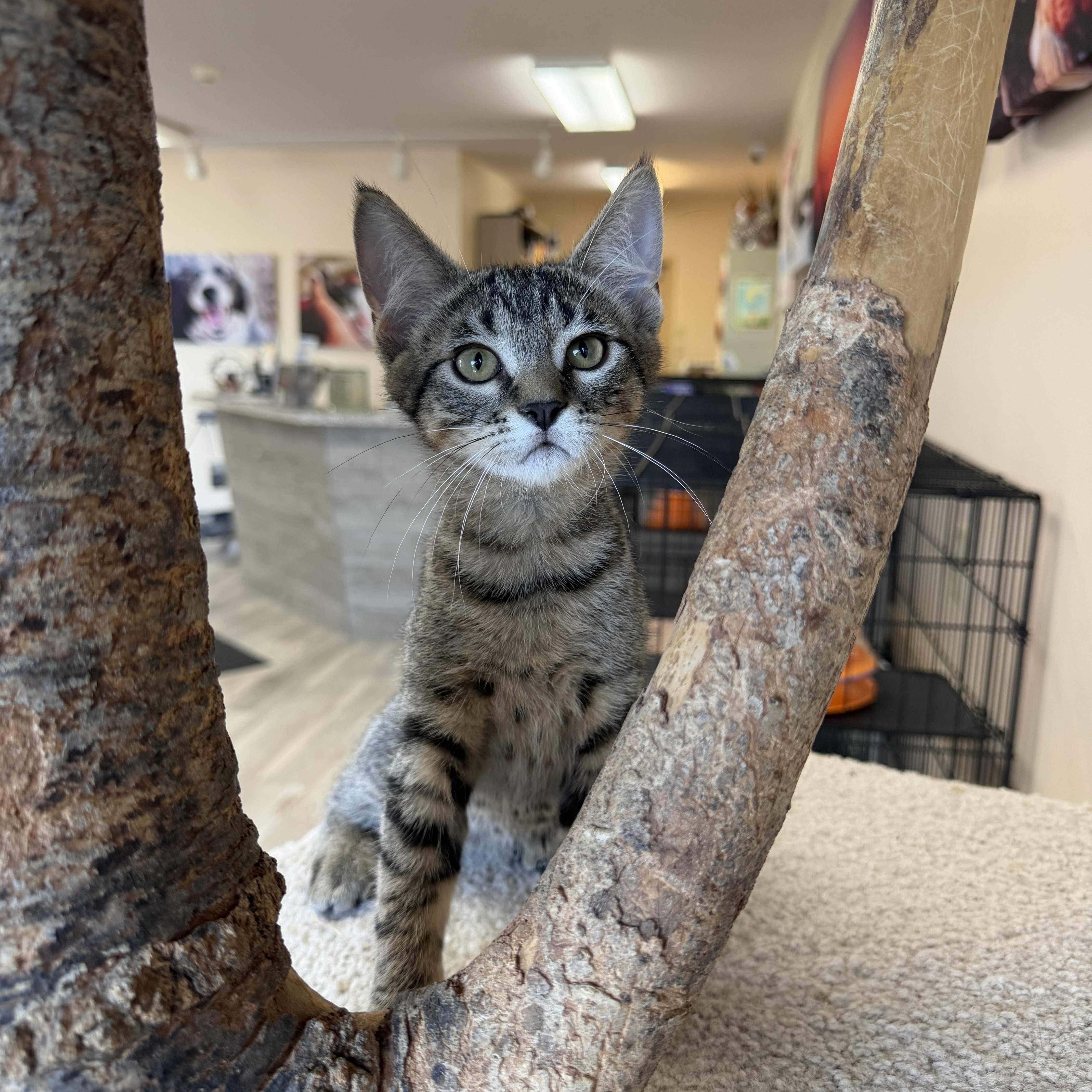 Enlarge Bebo, a ADOPTABLE Domestic Short Hair in Madison, WI image 4/4