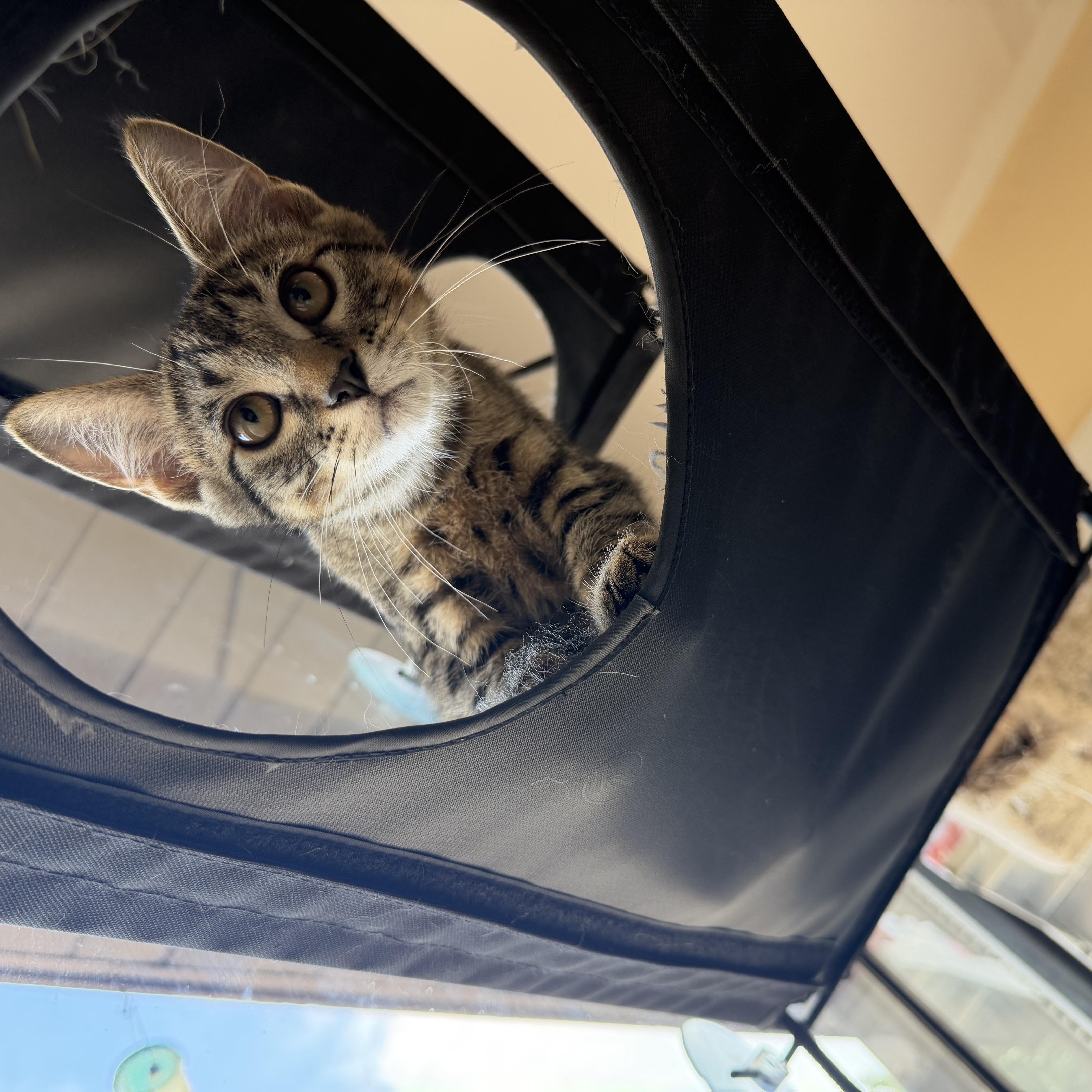 Bebo, ADOPTABLE, Kitten Male Domestic Short Hair.