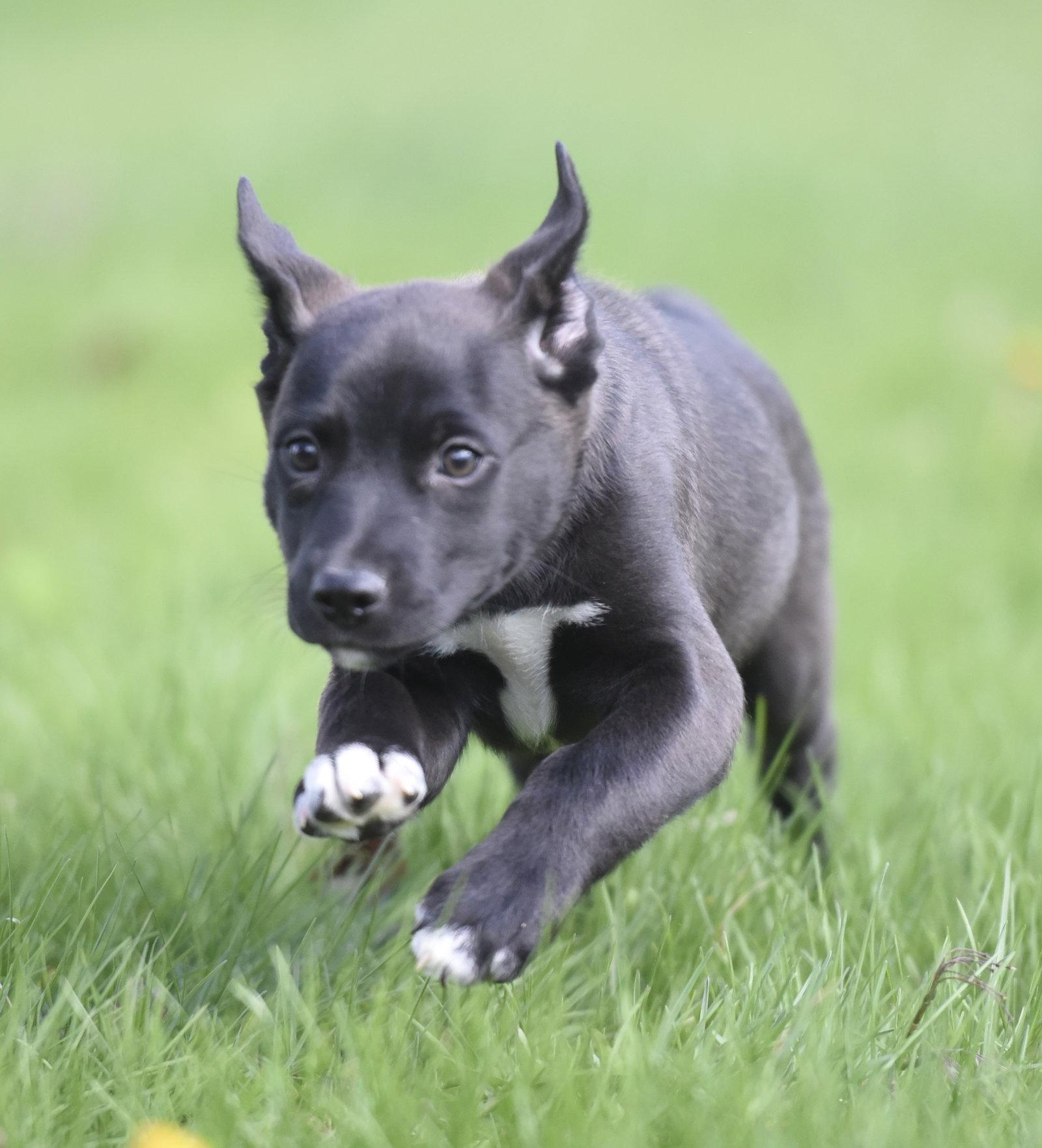 Enlarge Chanel, a Adoptable mixed breed in Mechanicsburg, PA image 1/3