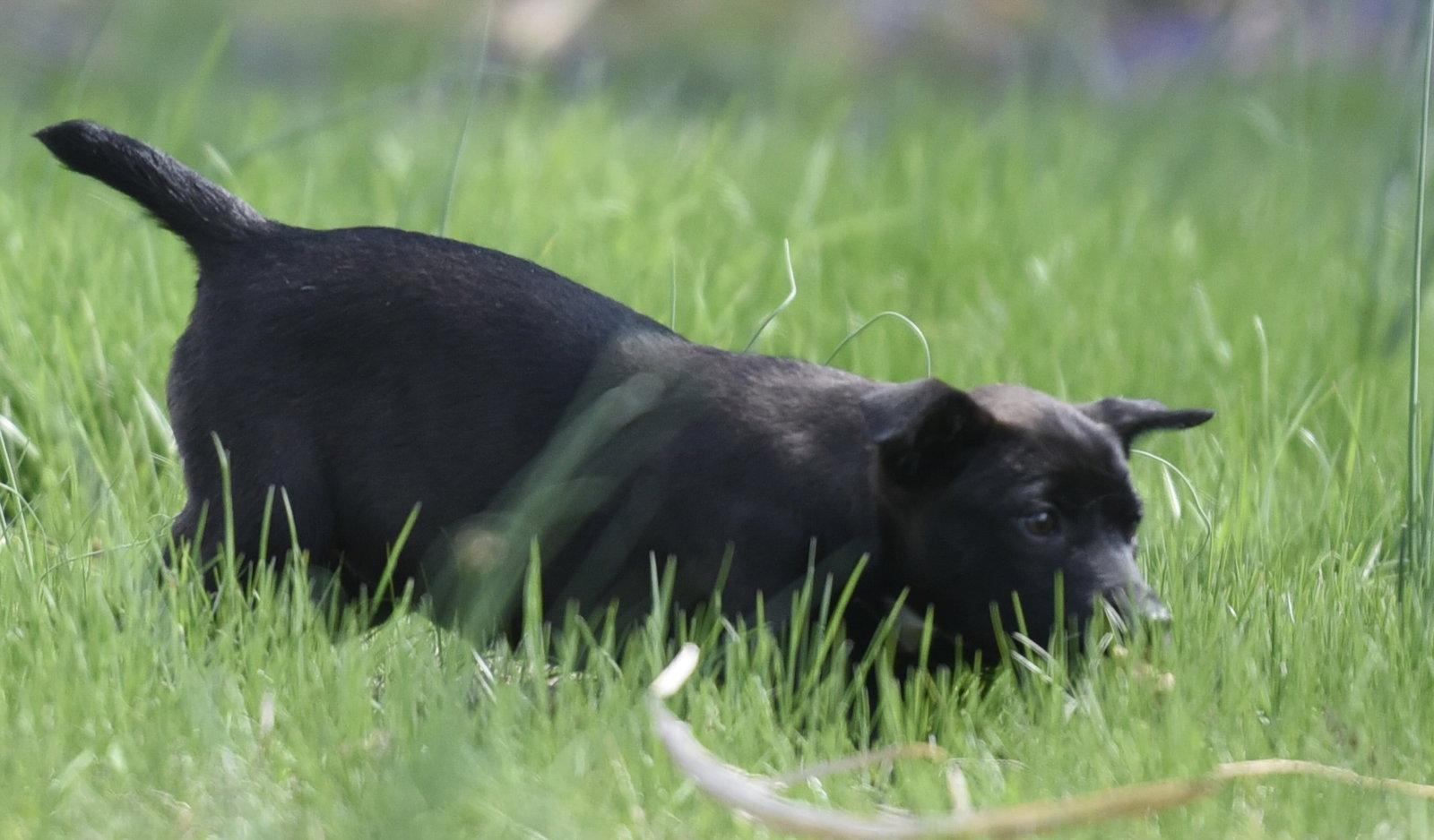 Enlarge Chanel, a Adoptable mixed breed in Mechanicsburg, PA image 2/3