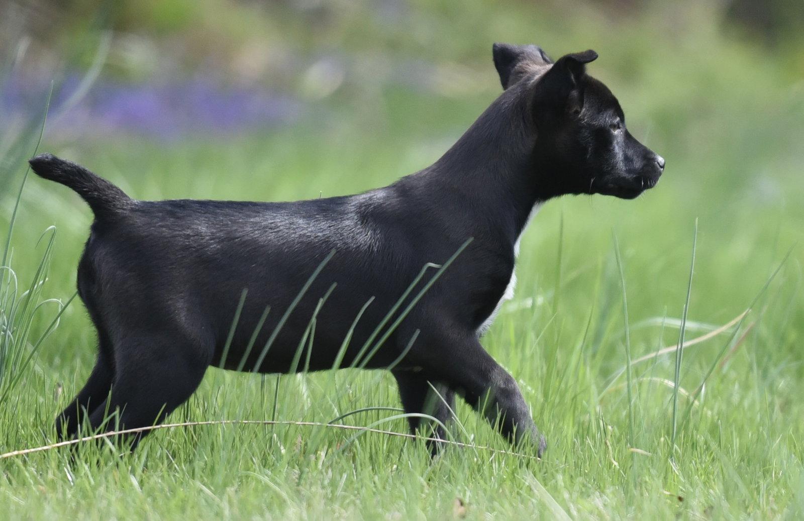 Enlarge Chanel, a Adoptable mixed breed in Mechanicsburg, PA image 3/3