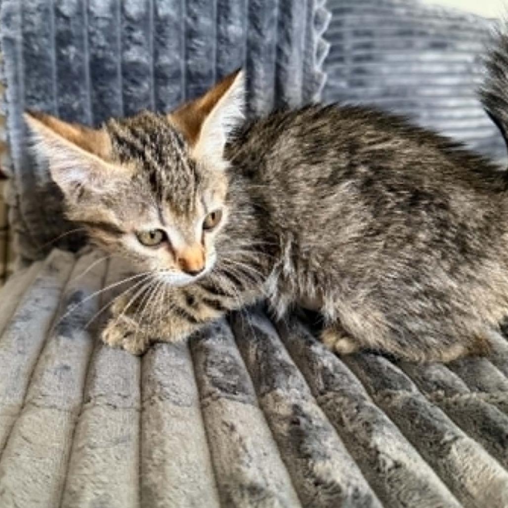 Soup, Adoptable, Kitten Female Domestic Short Hair.