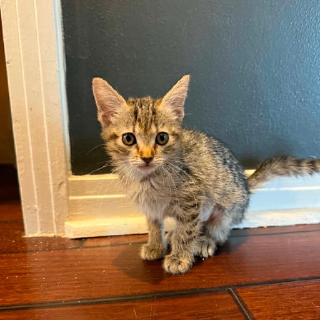Soup, a Adoptable Domestic Short Hair in Amarillo, TX image 2/6
