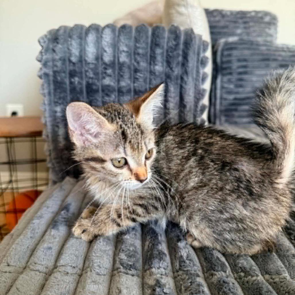 Soup, a Adoptable Domestic Short Hair in Amarillo, TX image 3/6