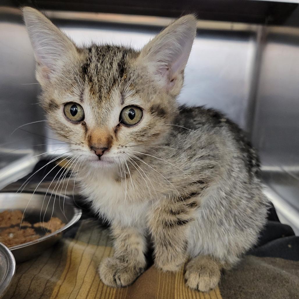 Soup, a Adoptable Domestic Short Hair in Amarillo, TX image 4/6