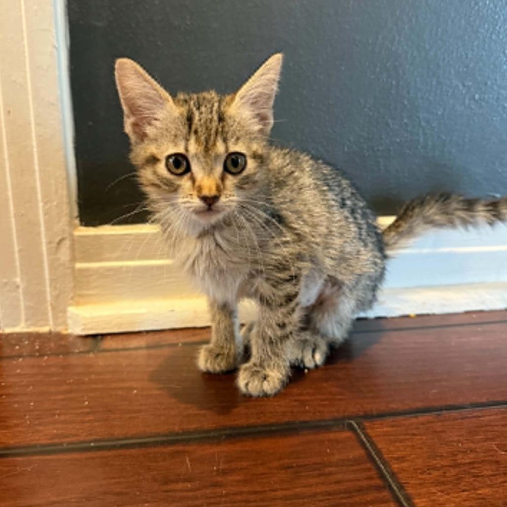 Soup, a Adoptable Domestic Short Hair in Amarillo, TX image 5/6