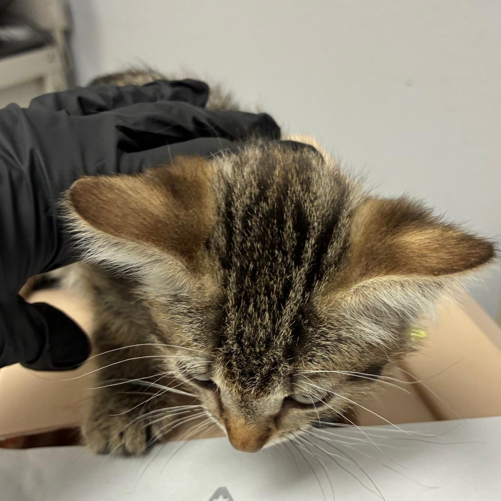 Soup, a Adoptable Domestic Short Hair in Amarillo, TX image 6/6