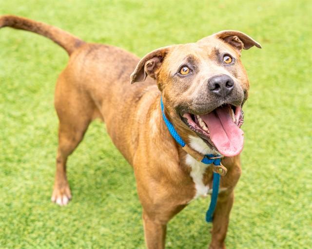 Enlarge SCOOBY, a Adoptable Pit Bull Terrier in San Jose, CA image 1/1