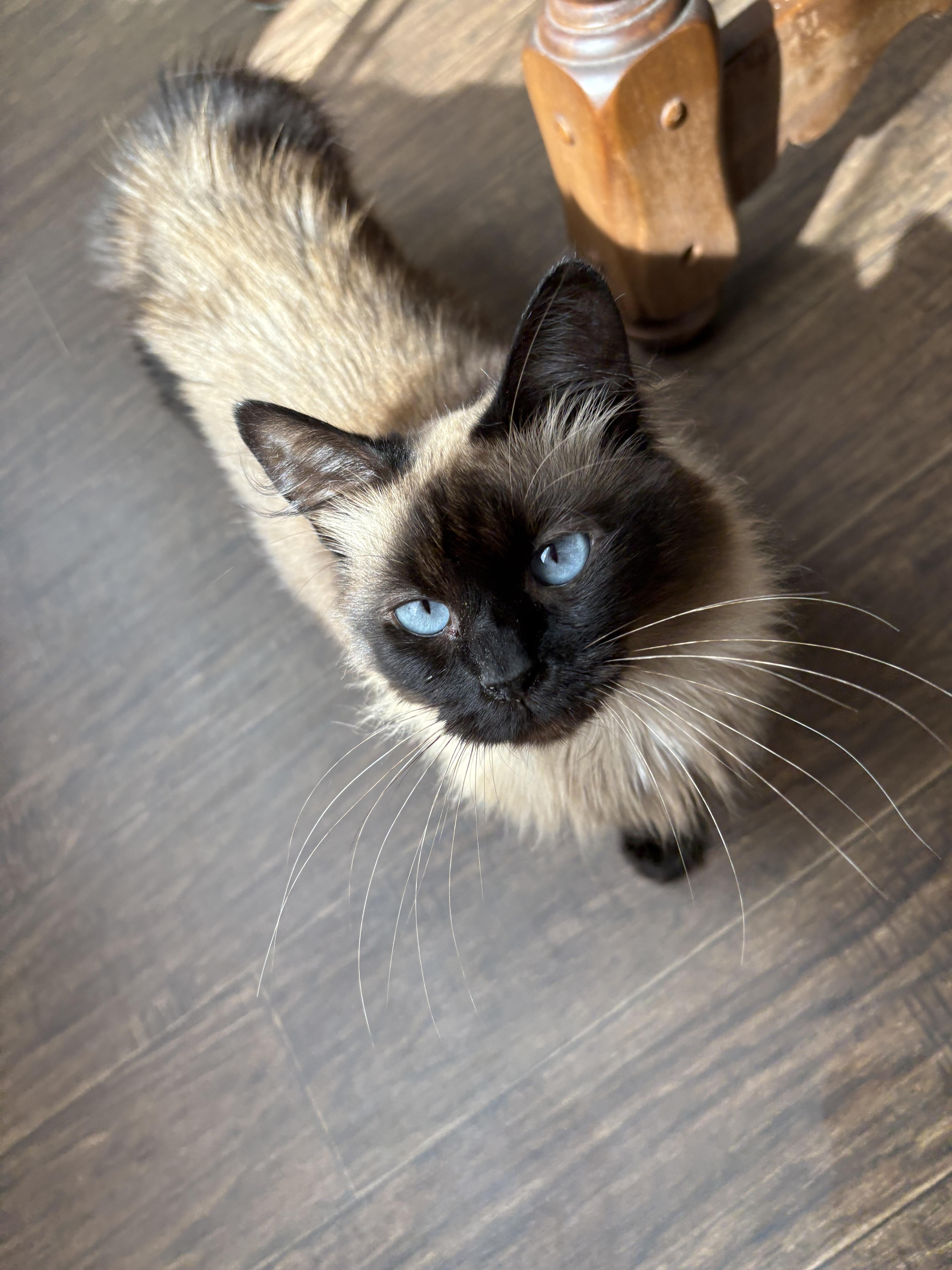 Mishka, a Adoptable Siamese in Fountain Inn, SC image 2/5