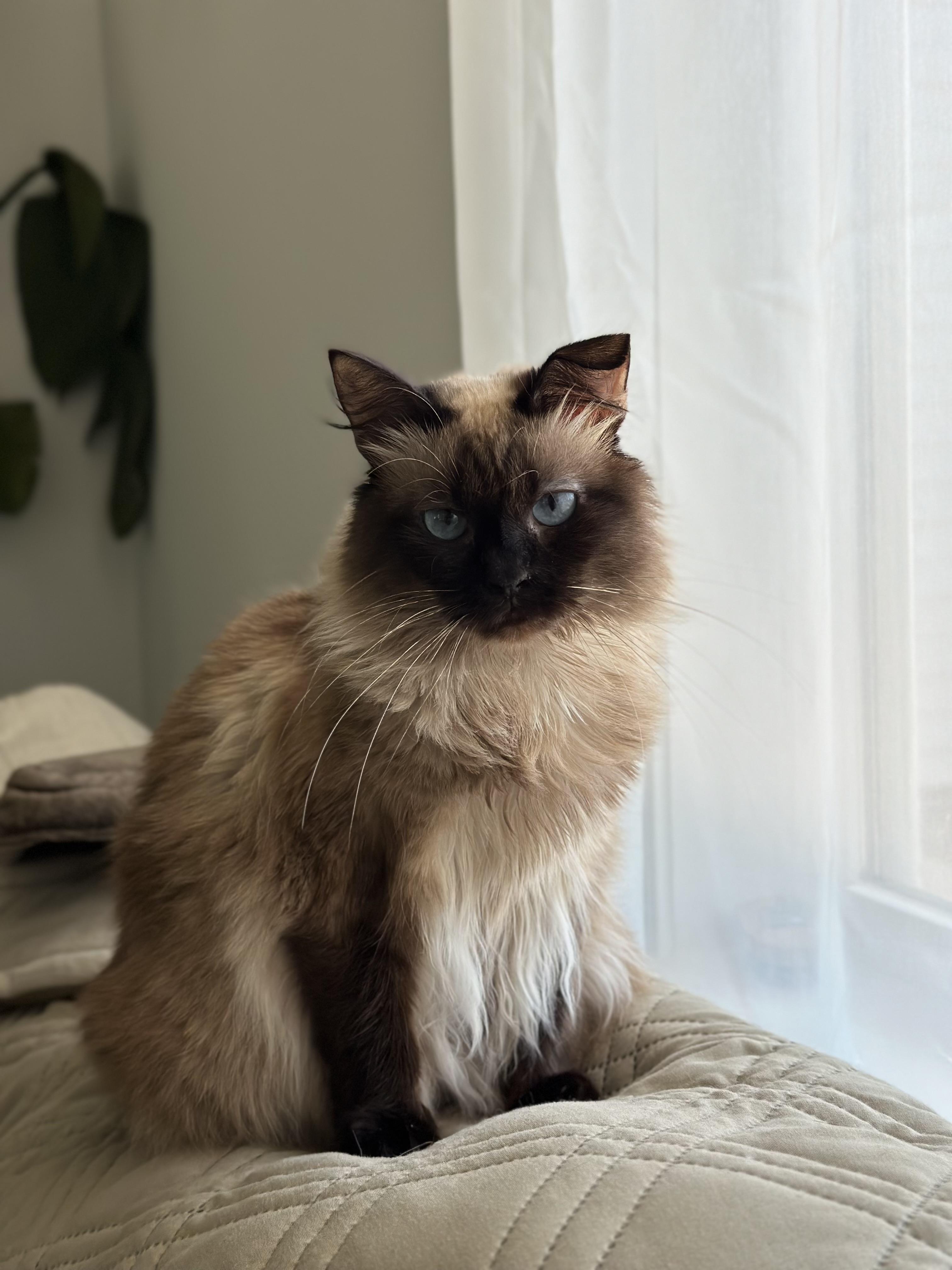 Mishka, a Adoptable Siamese in Fountain Inn, SC image 1/5