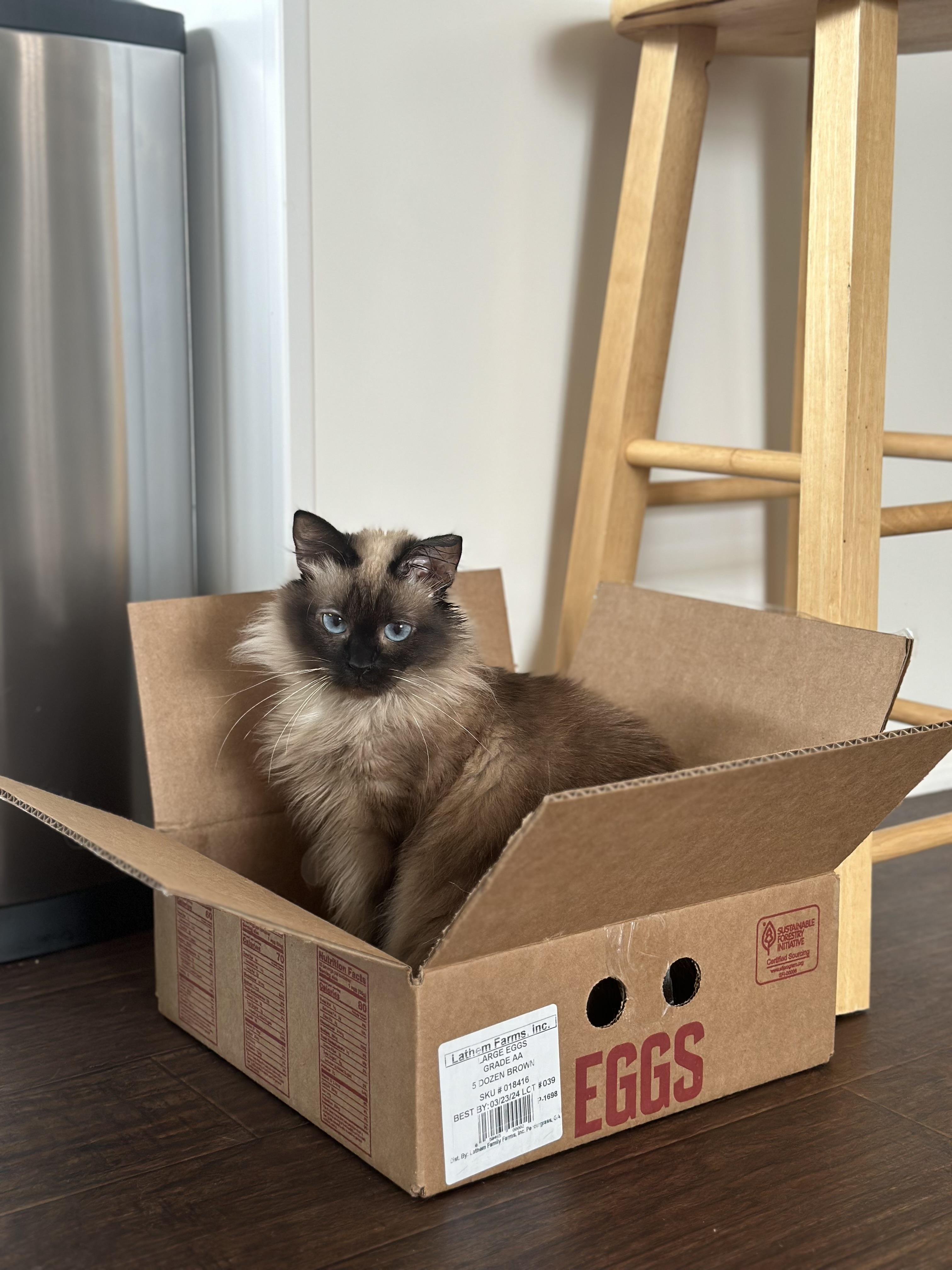 Mishka, a Adoptable Siamese in Fountain Inn, SC image 3/5