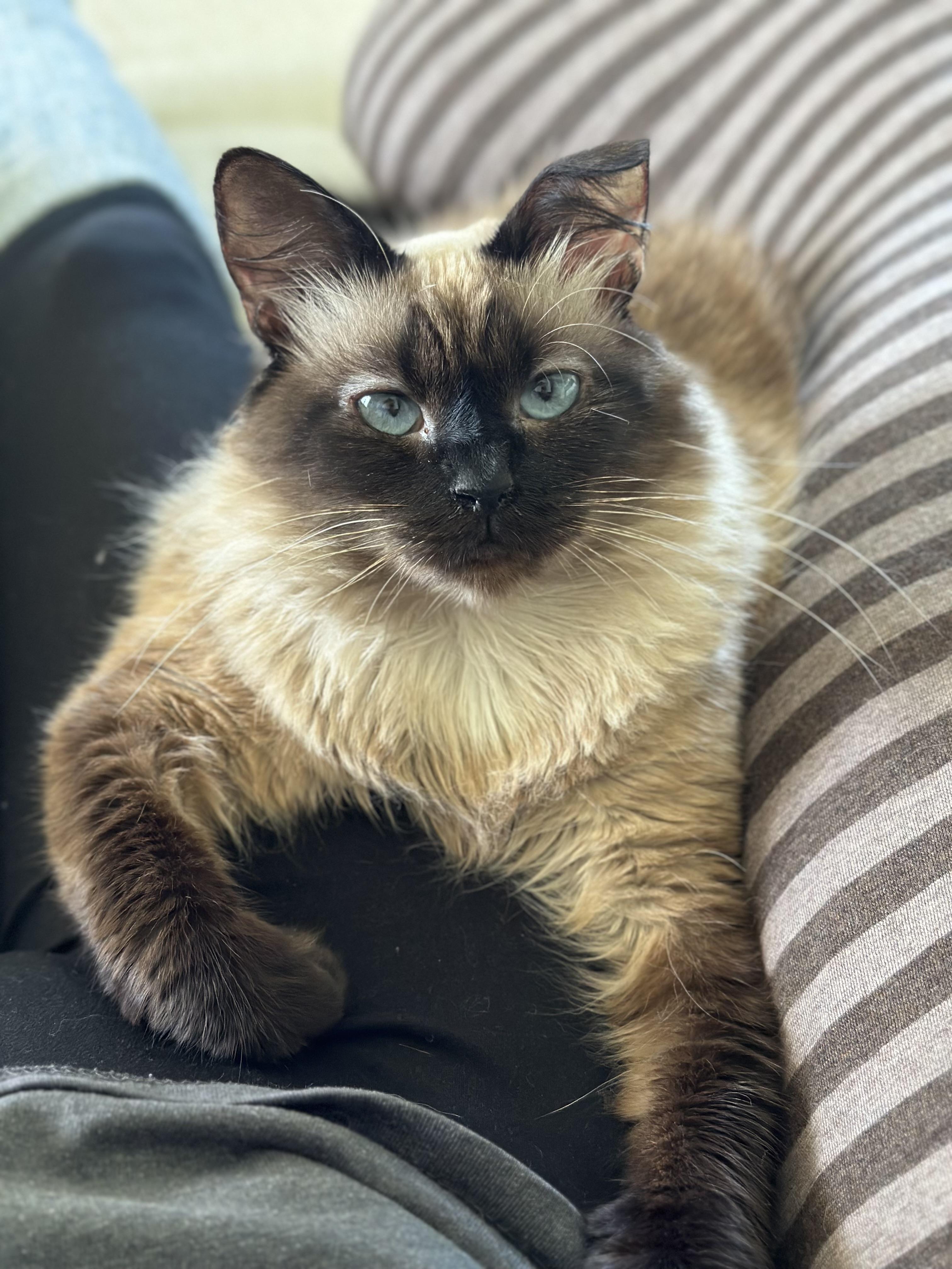 Mishka, a Adoptable Siamese in Fountain Inn, SC image 4/5