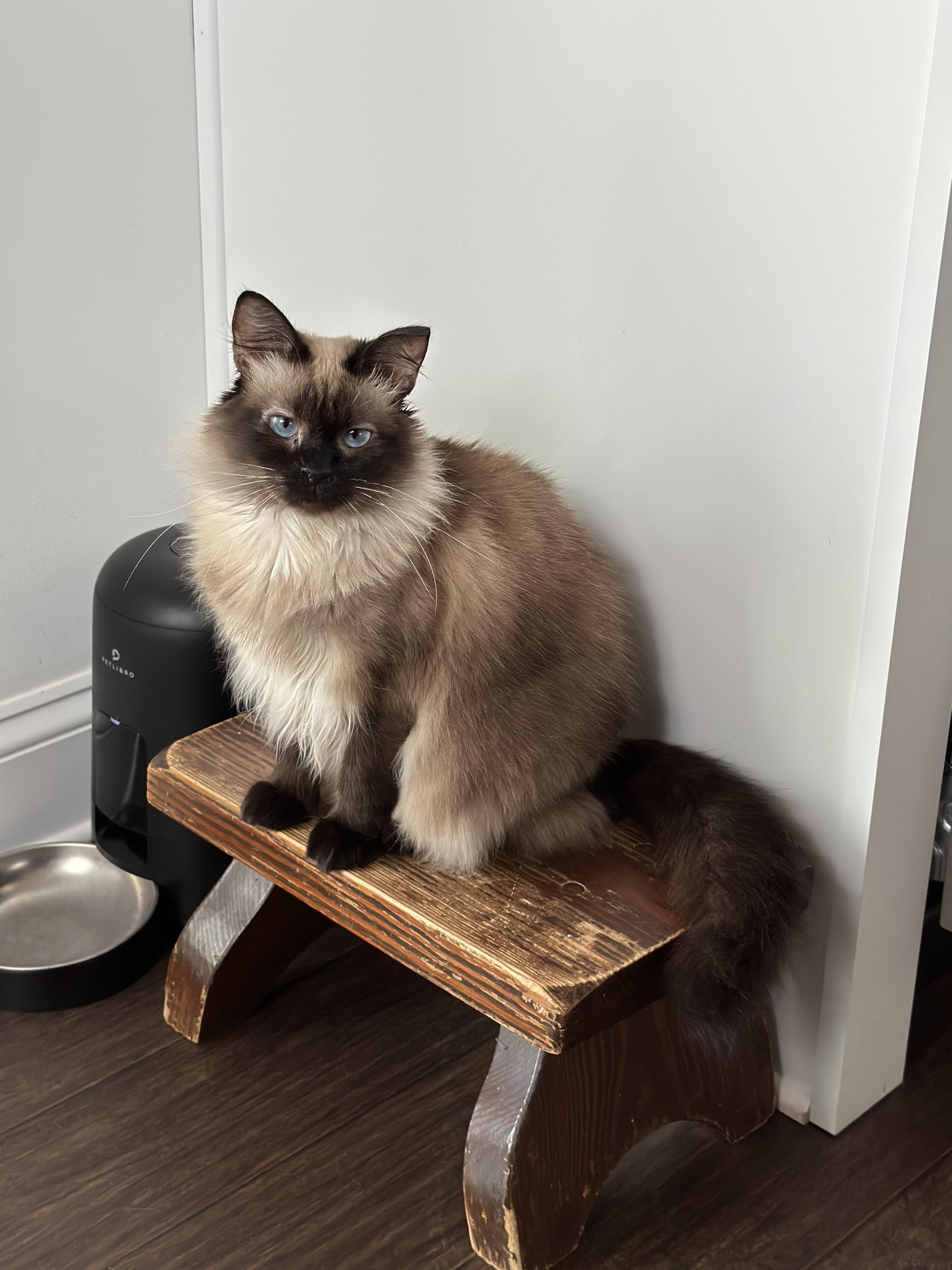 Mishka, a Adoptable Siamese in Fountain Inn, SC image 5/5